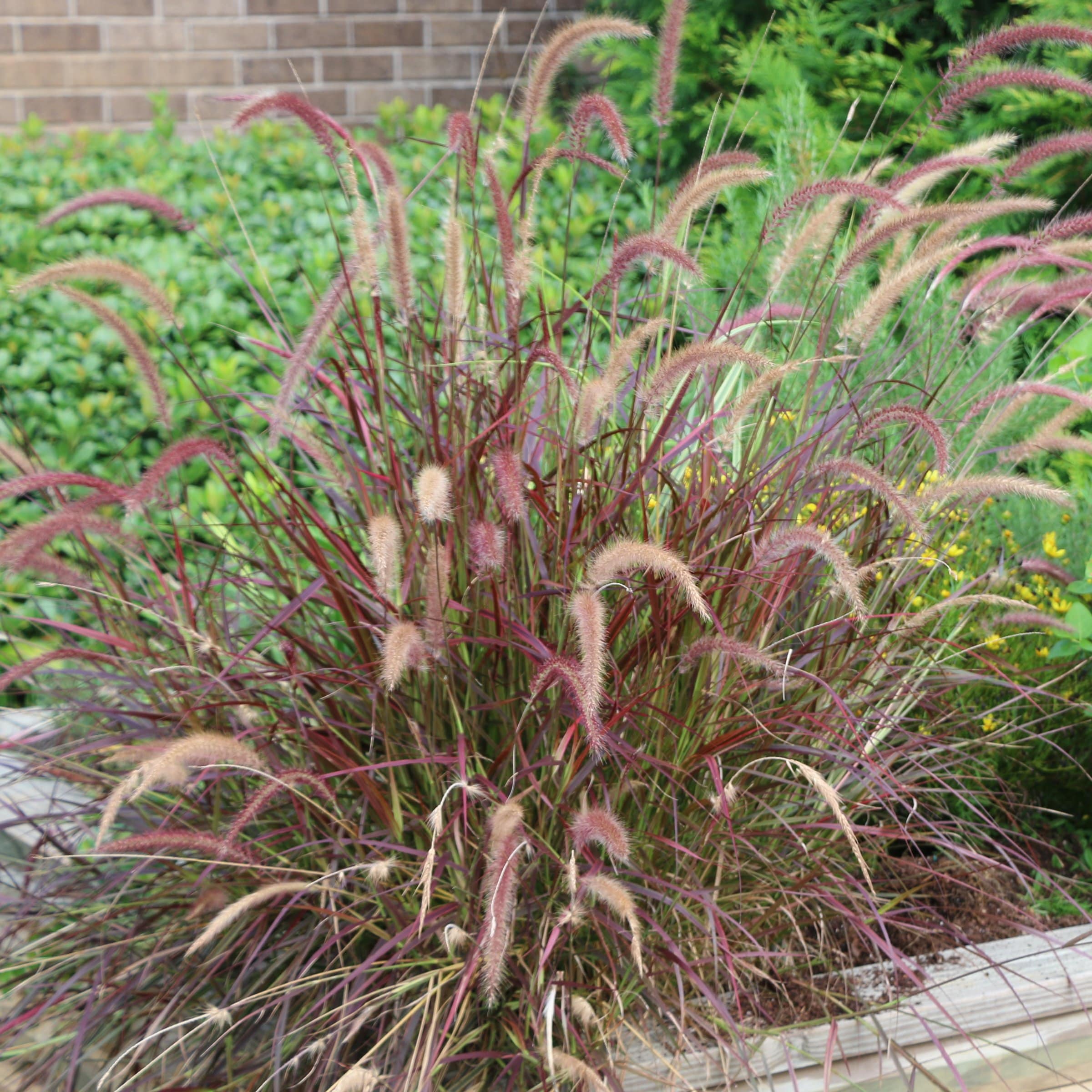 National Plant Network LW2193 perennials - View #8