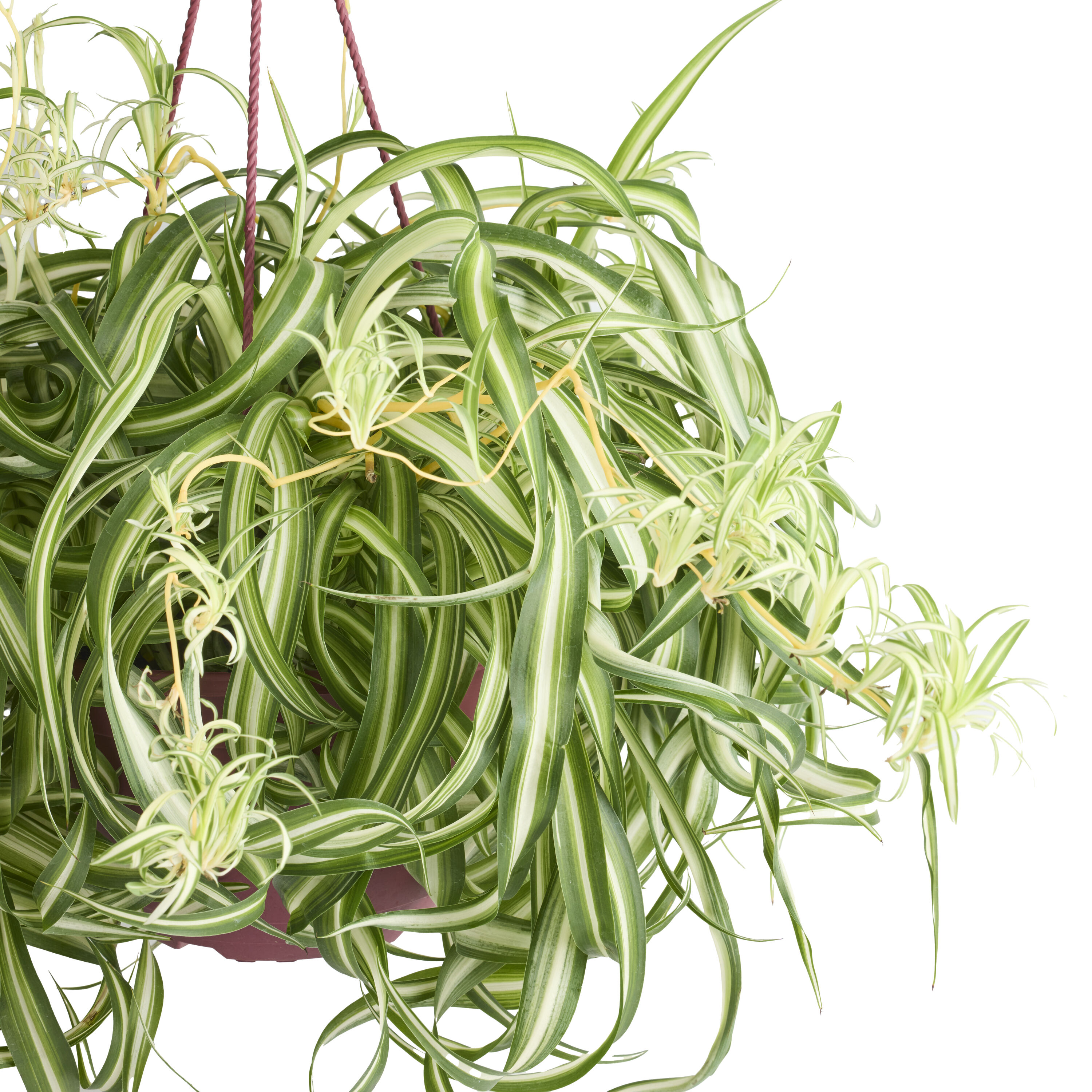 LiveTrends Spider Plant House Plant in 8-in Hanging Basket ASB05961 at  Lowes.com