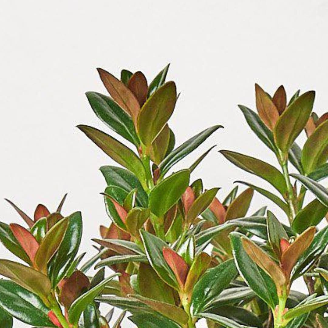 House Plant Shop 6-NEMATANTHUS-BLACK hseplants - View #3