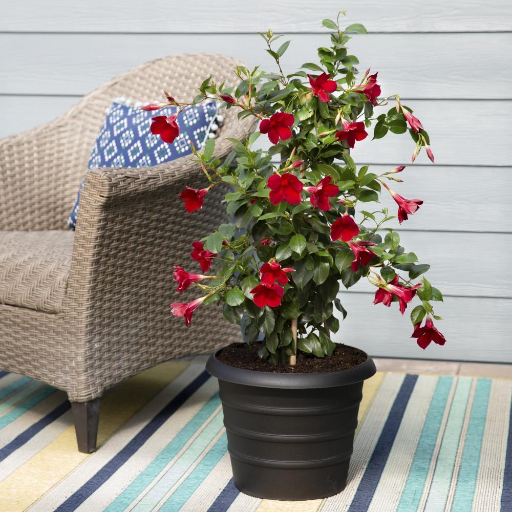 Lowe's Mandevilla in 1-Quart Pot in the Tropical Plants department at