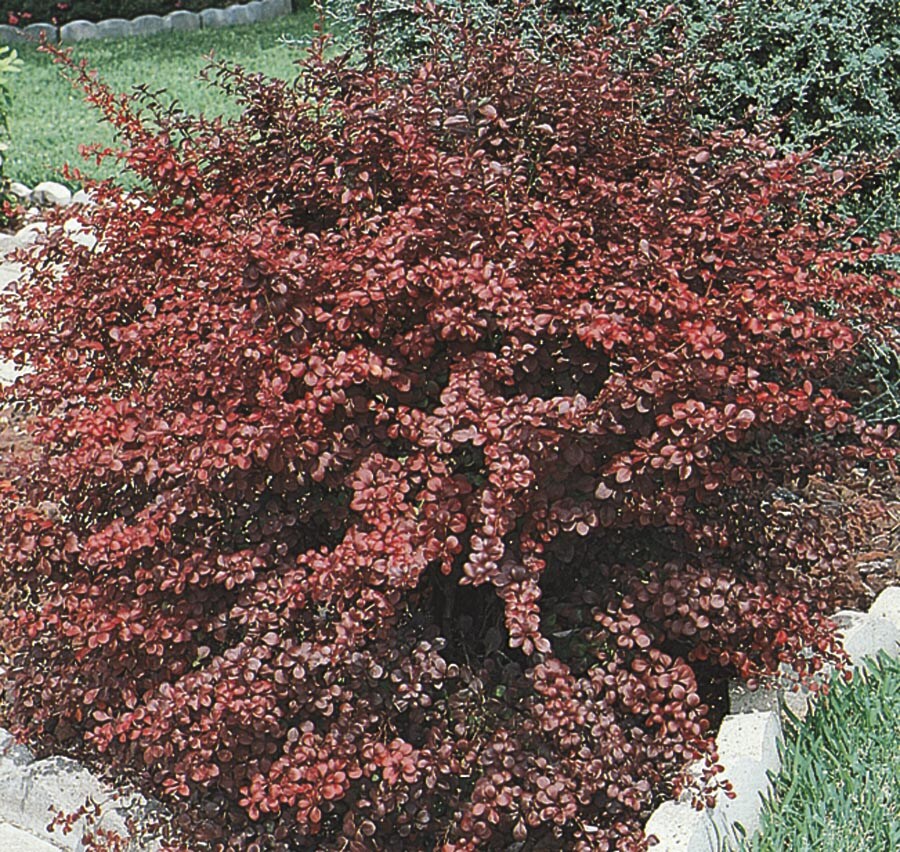 White Royal Burgundy Barberry Accent Shrub In 3 Gallon S Pot At