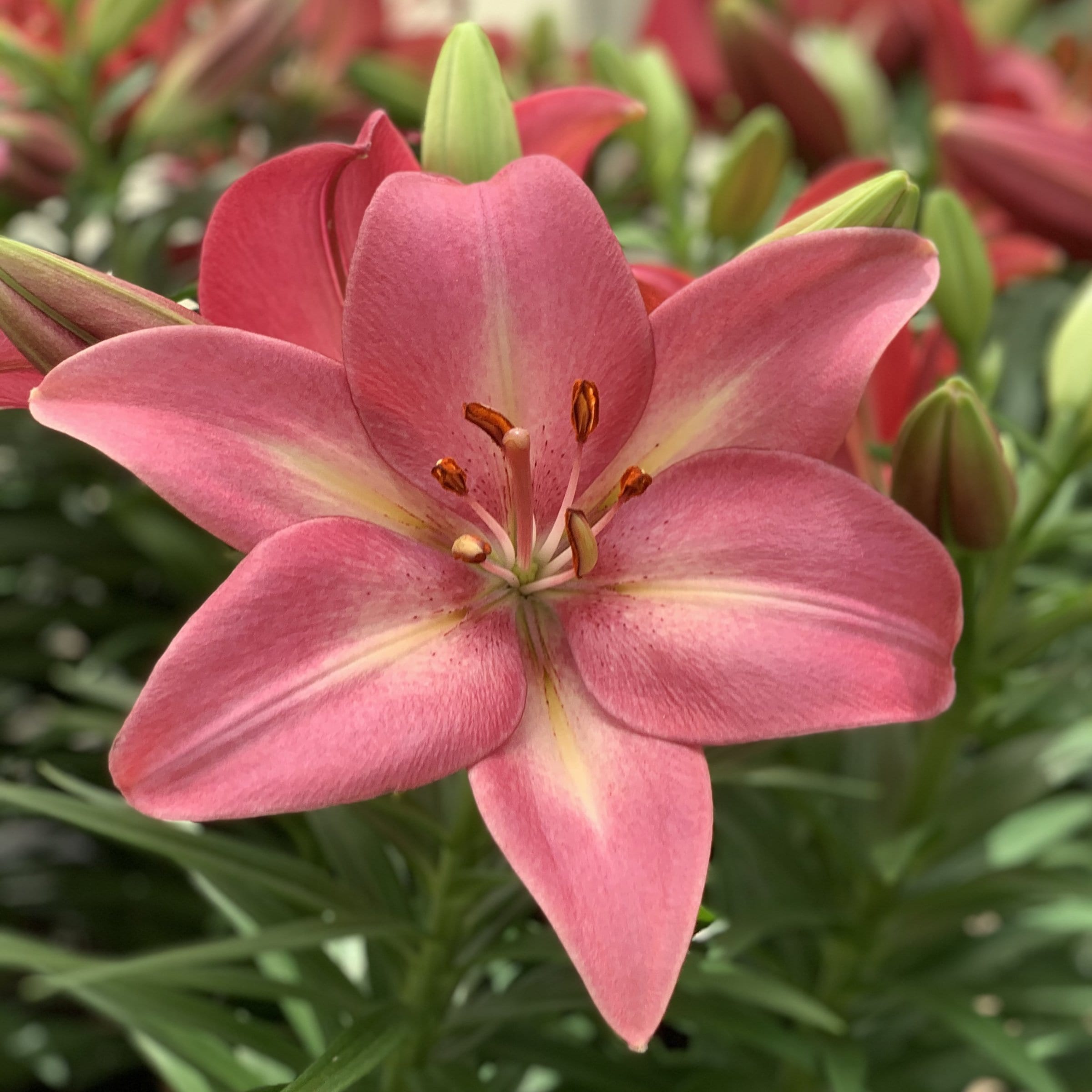 National Plant Network LW1907 Pink LA Hybrid Lily Summer Sky Plant in 5 -Pack Bareroot 5 -Pack