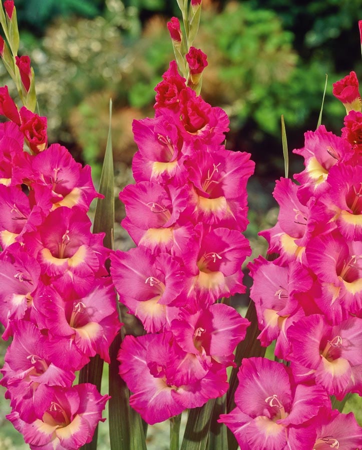 Windsong Gladiolus Plants, Bulbs & Seeds at Lowes.com