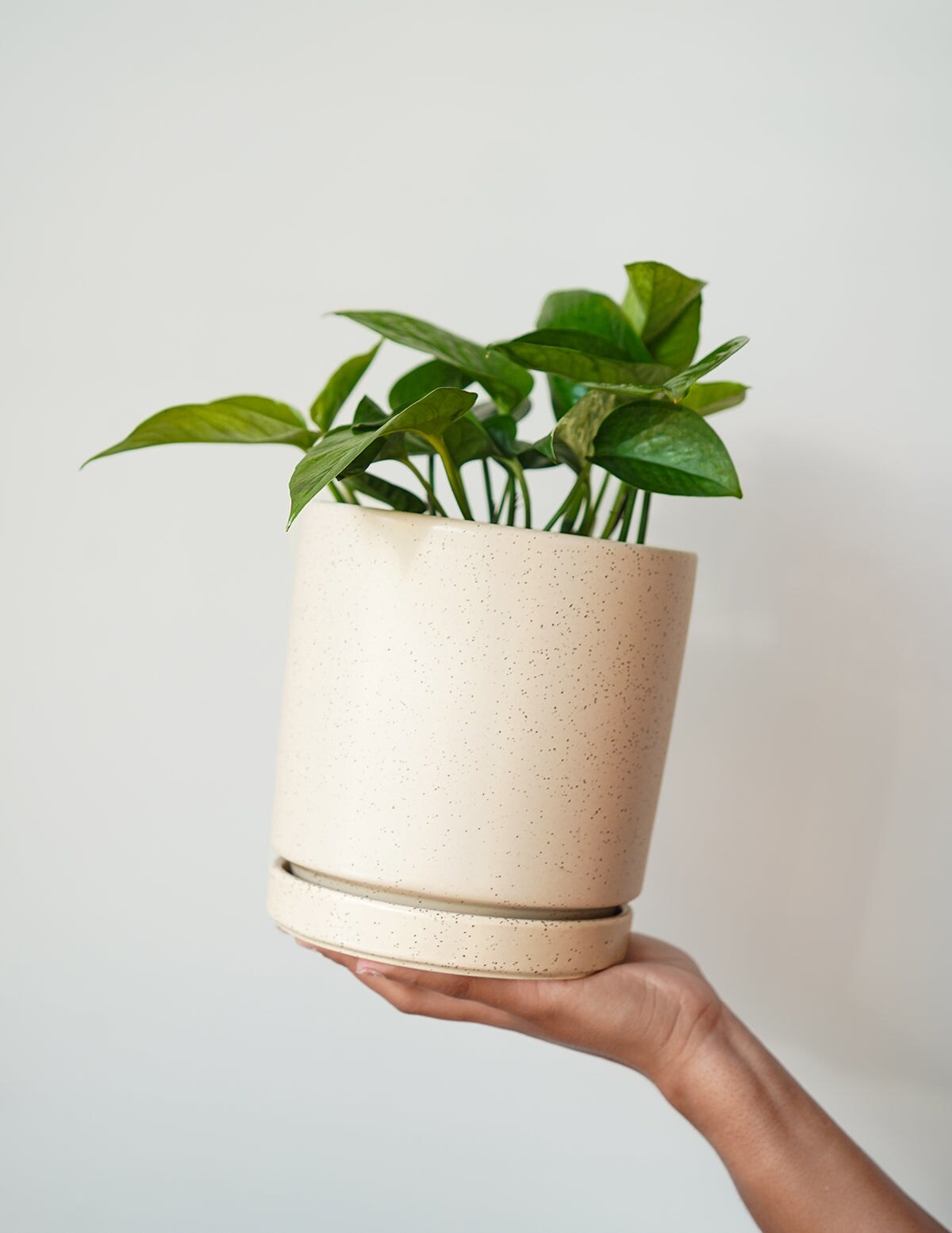 The Sill Golden Pothos (Devils Ivy) - Mustard Isabella Porcelain House ...