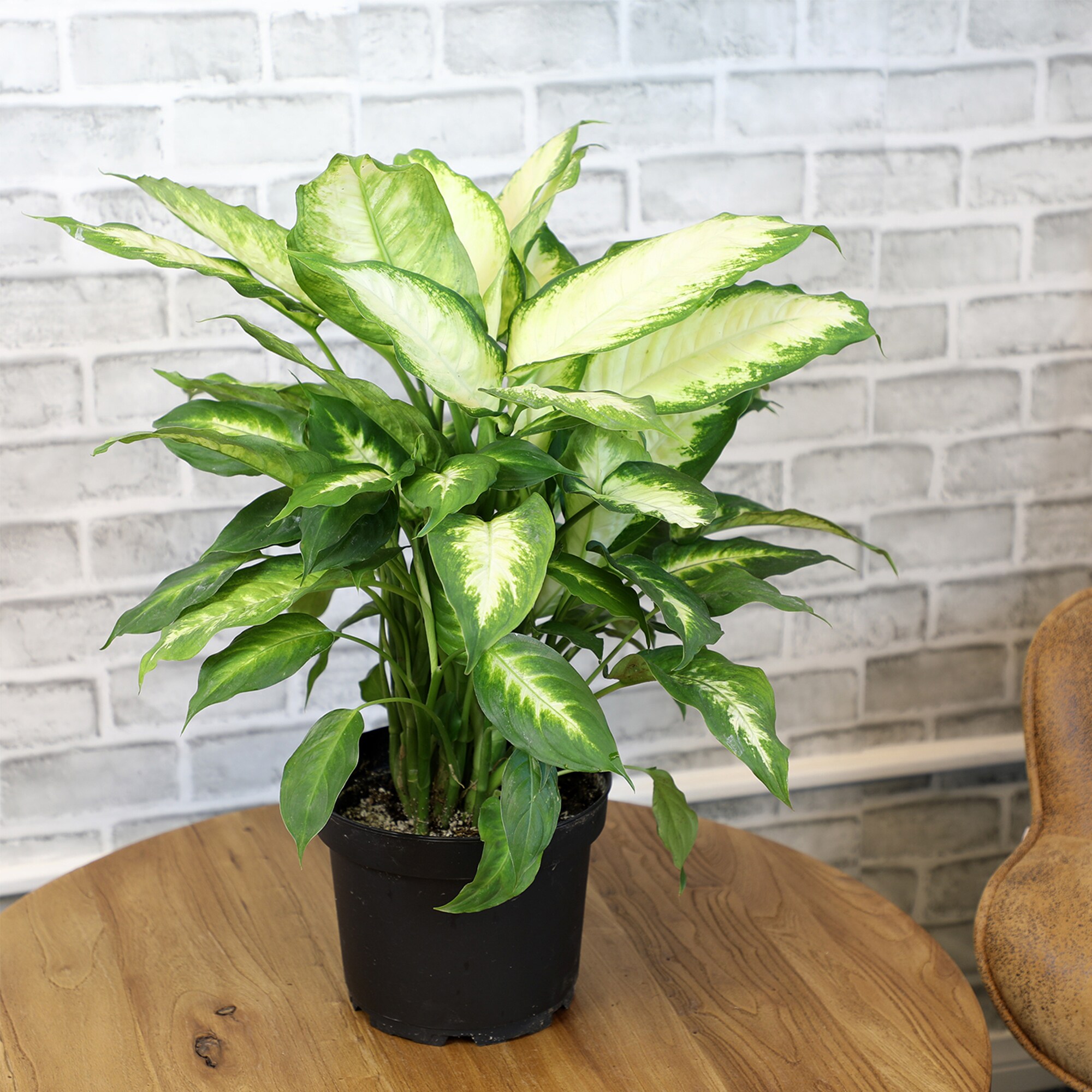 Lowe's 5628298 hseplants - View #3