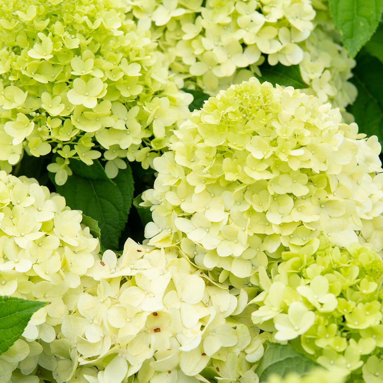 Perfect Plants LOLIMEHYDRANGEA1G shrubs - View #5
