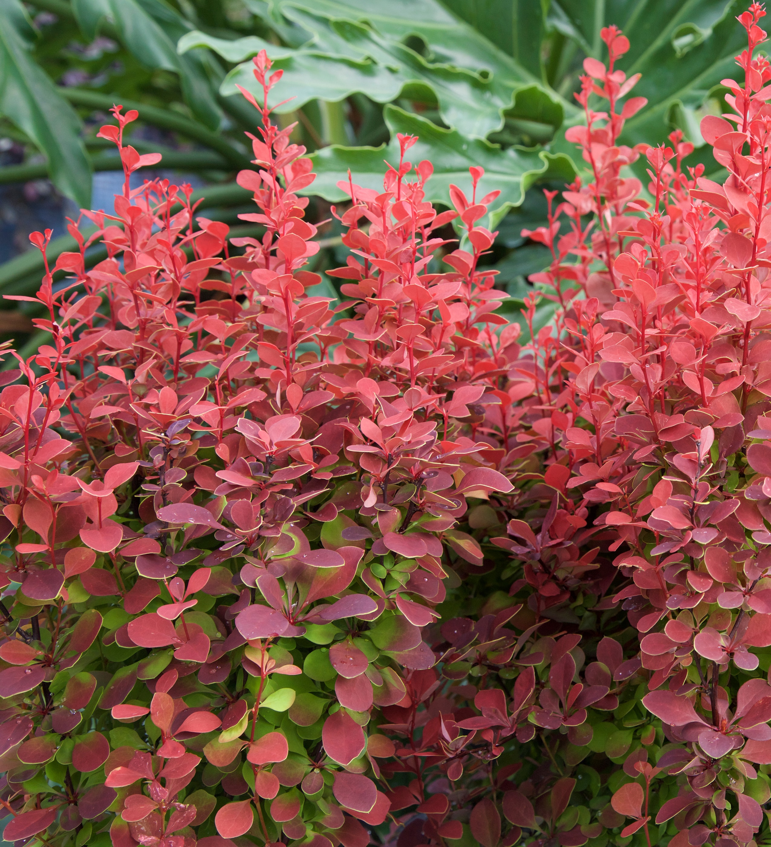 Southern Living Plant Collection 04332-1 shrubs - View #3