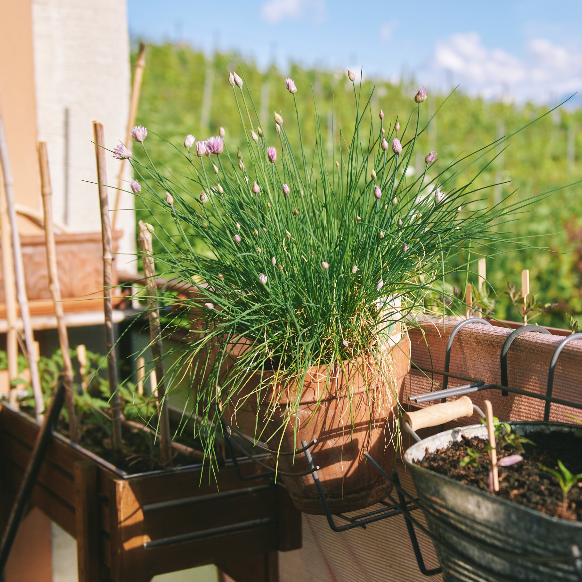 National Plant Network LW2273 Herb-Plants - View #5