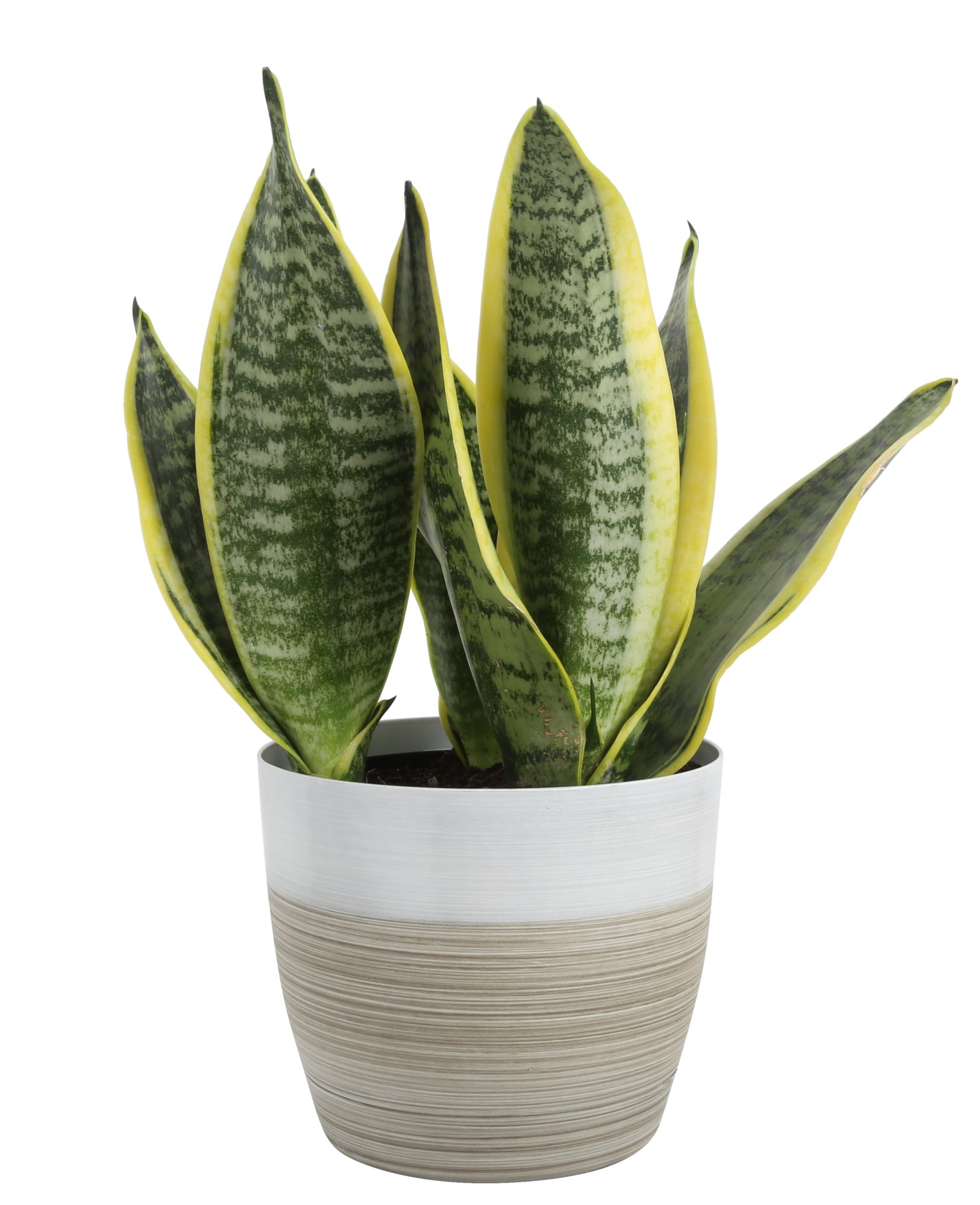 Costa Farms Snake Plant House Plant in 6-in Pot in the House Plants ...