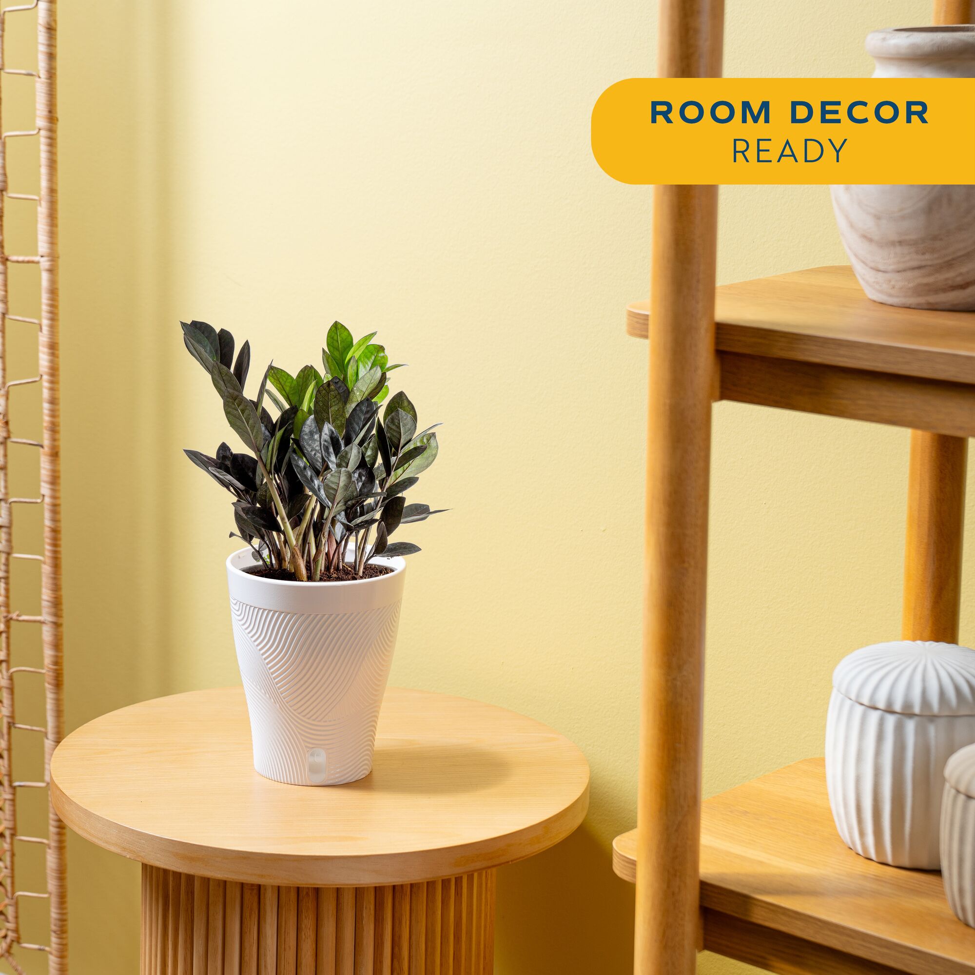 Lowe's Trending Tropicals Zamioculcas House plant in 1.4 Quart(s