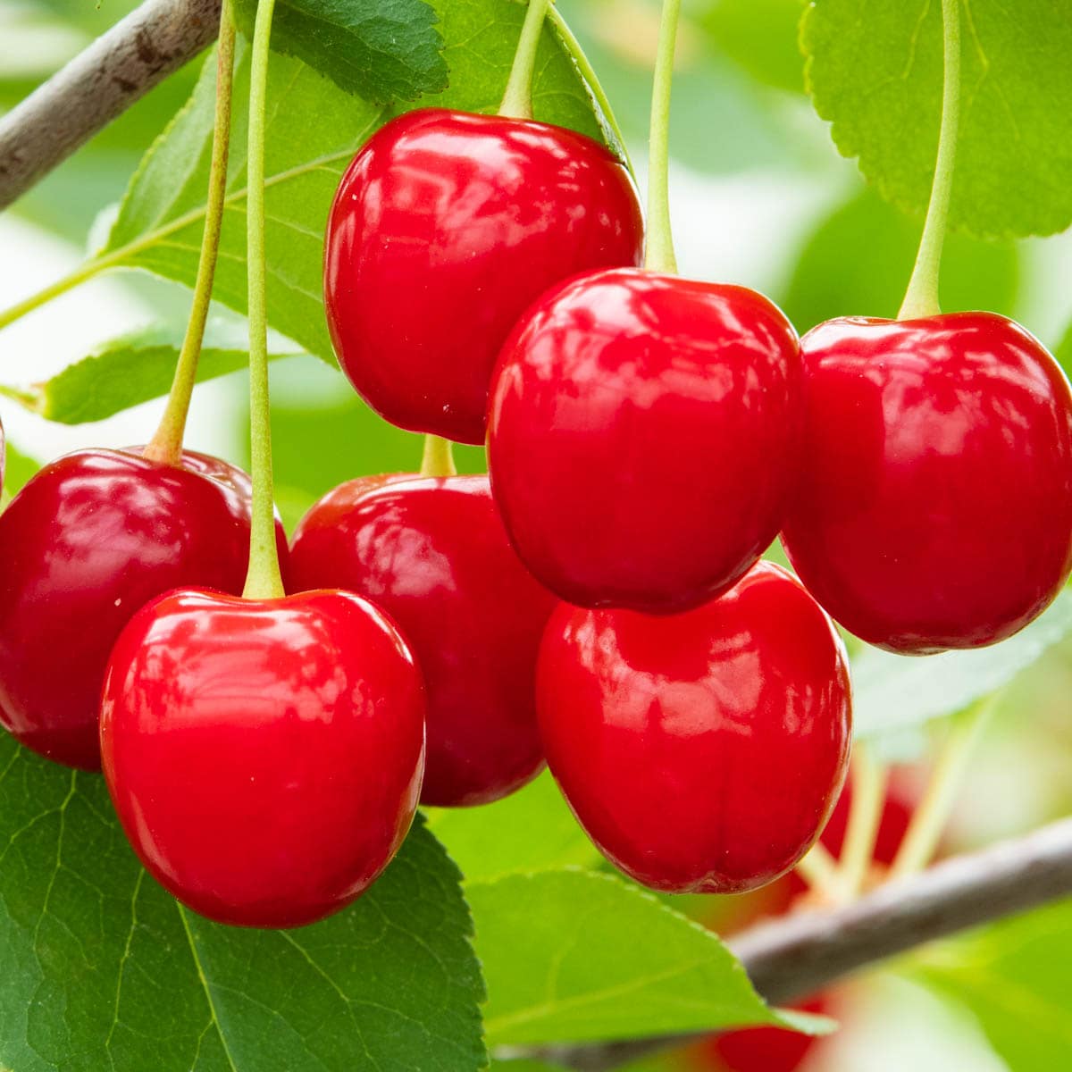 Gurney's Seed and Nursery 87627 1.0 -Pack Cherry Plant in Bareroot