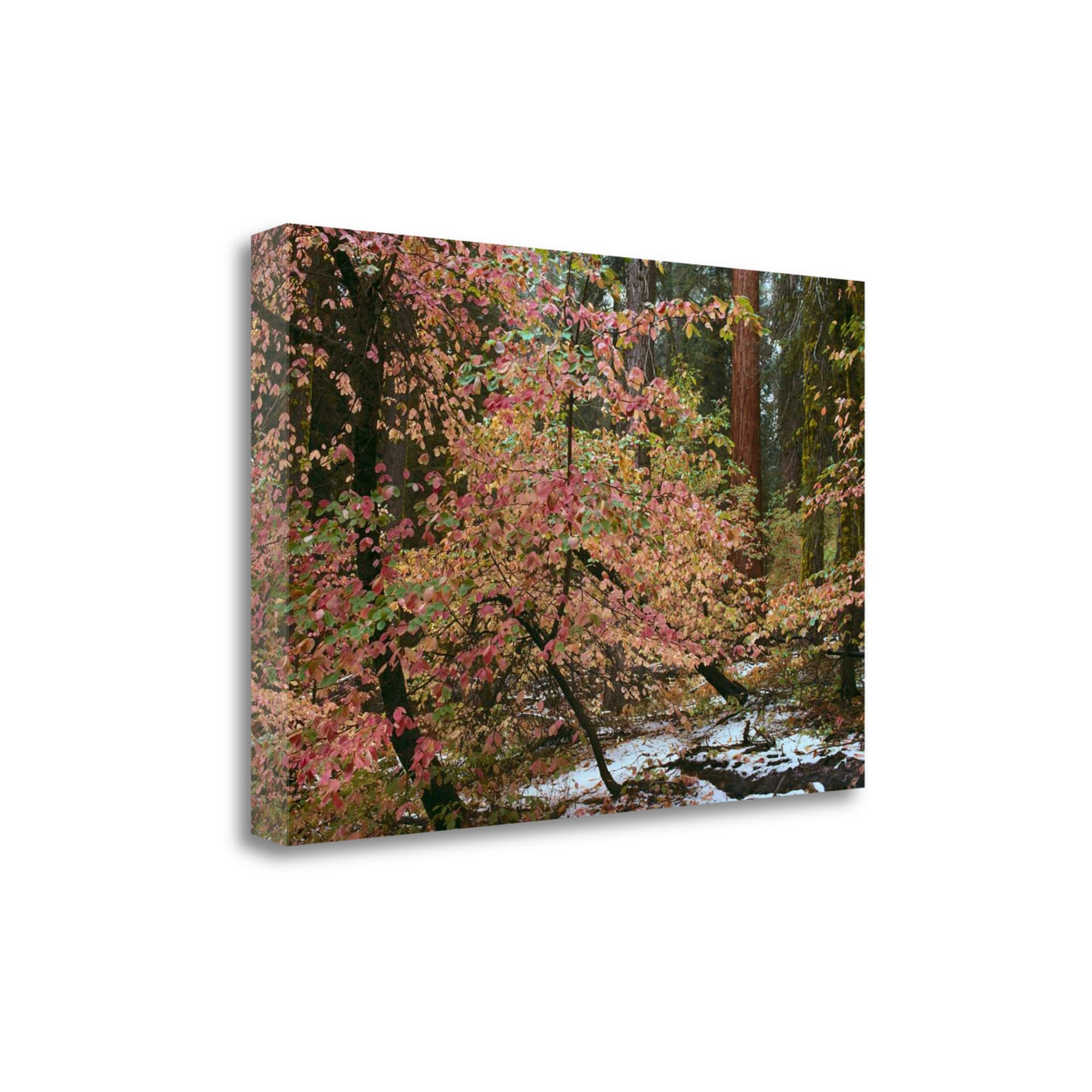 Tangletown Fine Art ICT467D-4026C Dogwoods and Sequoia Alain Thomas 26-in H x 40-in W Landscape Print on Canvas
