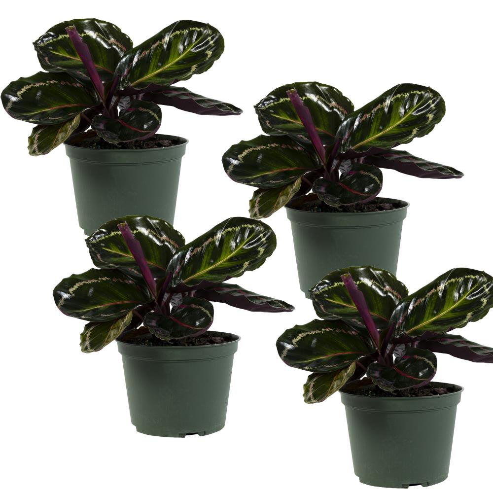  6-in 4-Pack Mixed Calathea in Plastic Pot at 