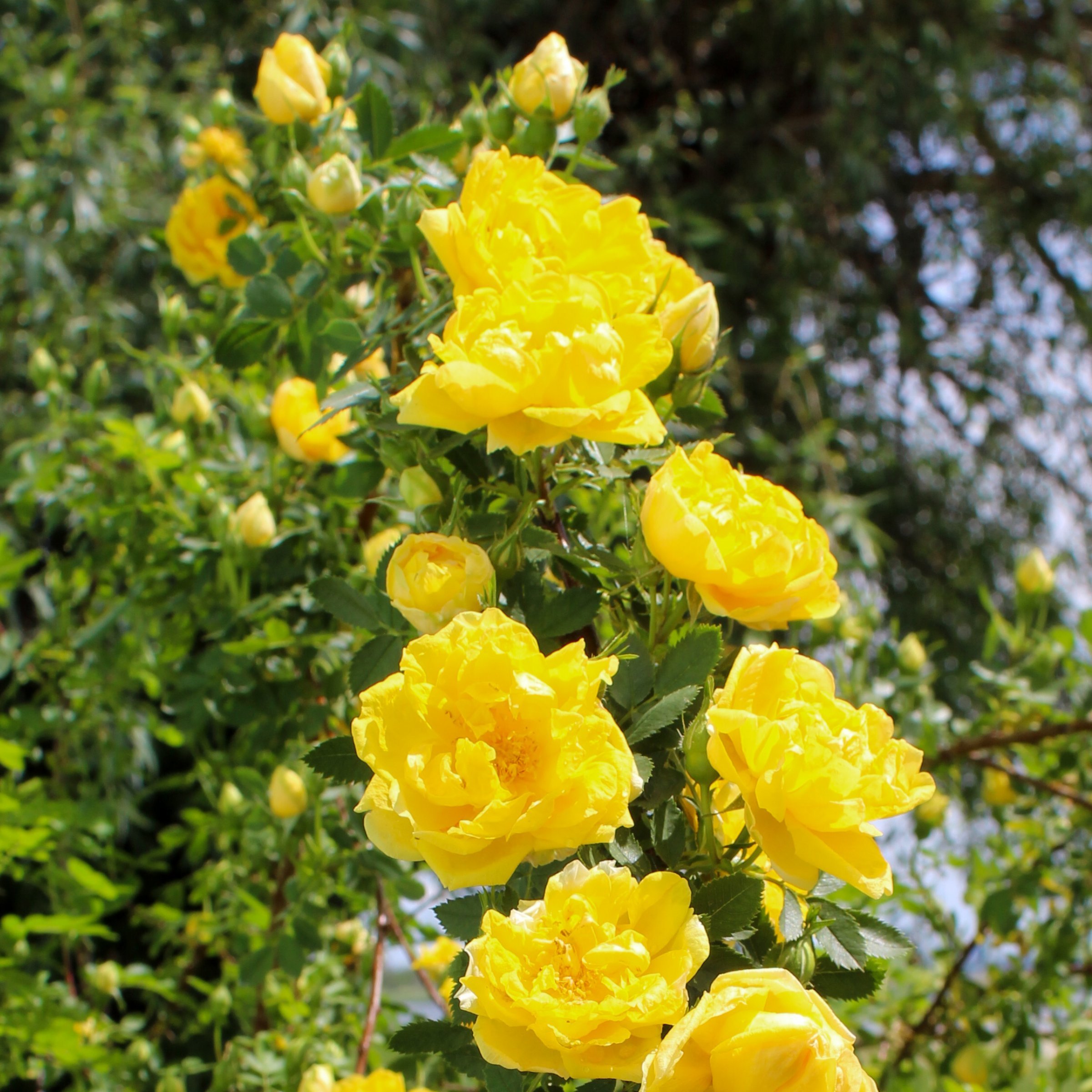 National Plant Network LW1389C roses - View #6