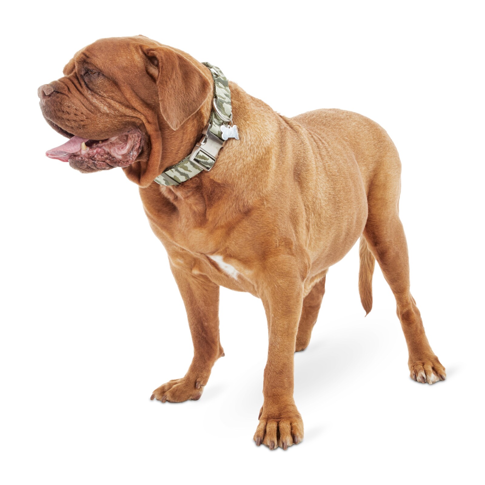 Good 2 Go 2954203 Dog-Collars-Harnesses - View #5