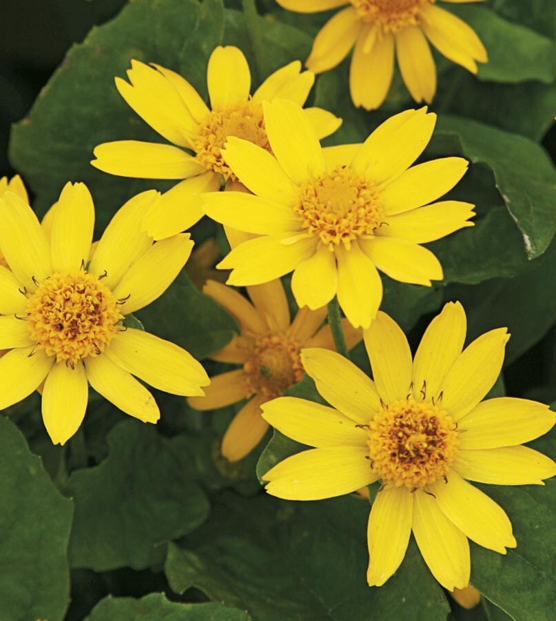 Lowe's 93934 Yellow Butter Daisy in 1.25 Quart(s) Pot