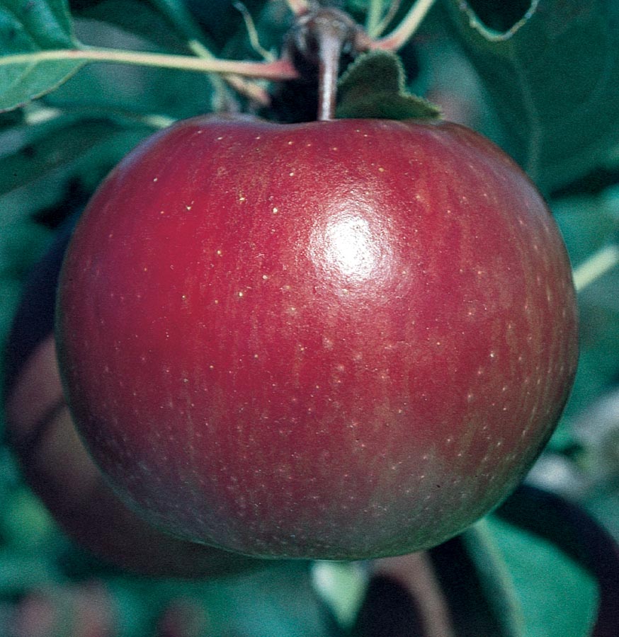 Dwarf Fuji Apple Tree - World renowned for its sweetly rich flavor! (2  years old and 3-4 feet tall.)