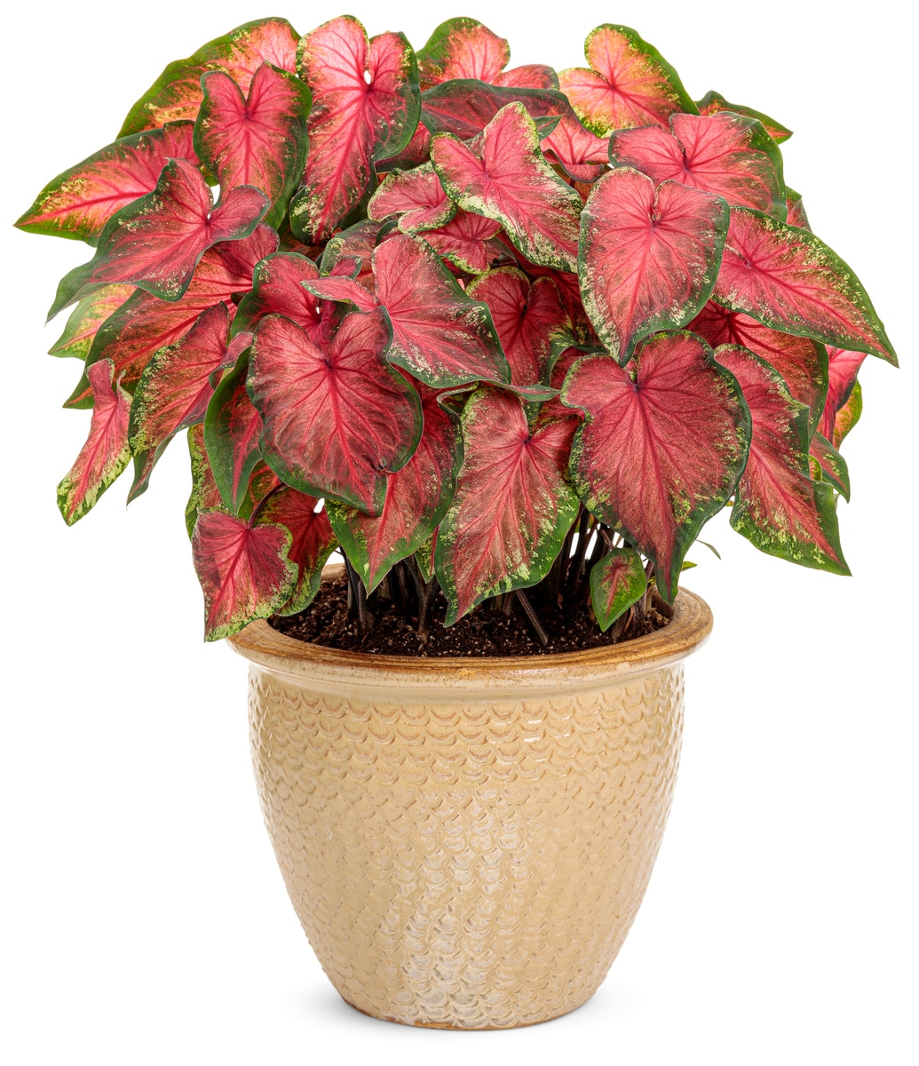 Proven Winners CLDPRW1327100 Fresh-Cut-Christmas-Decorations - View #5