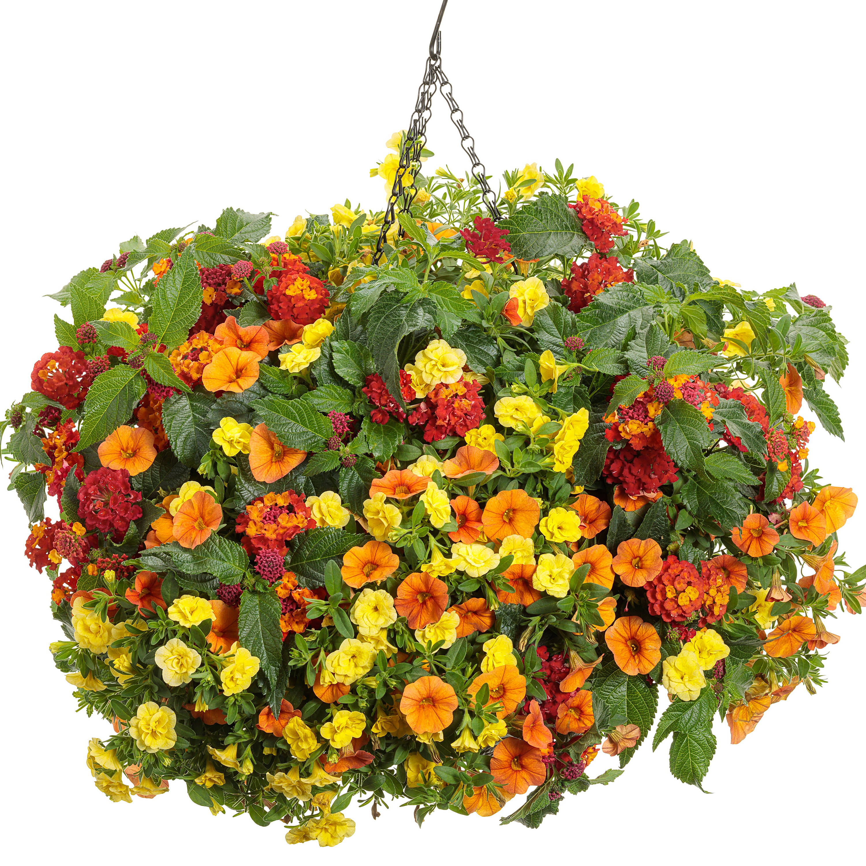 Proven Winners LANPRW2997504 annuals - View #3
