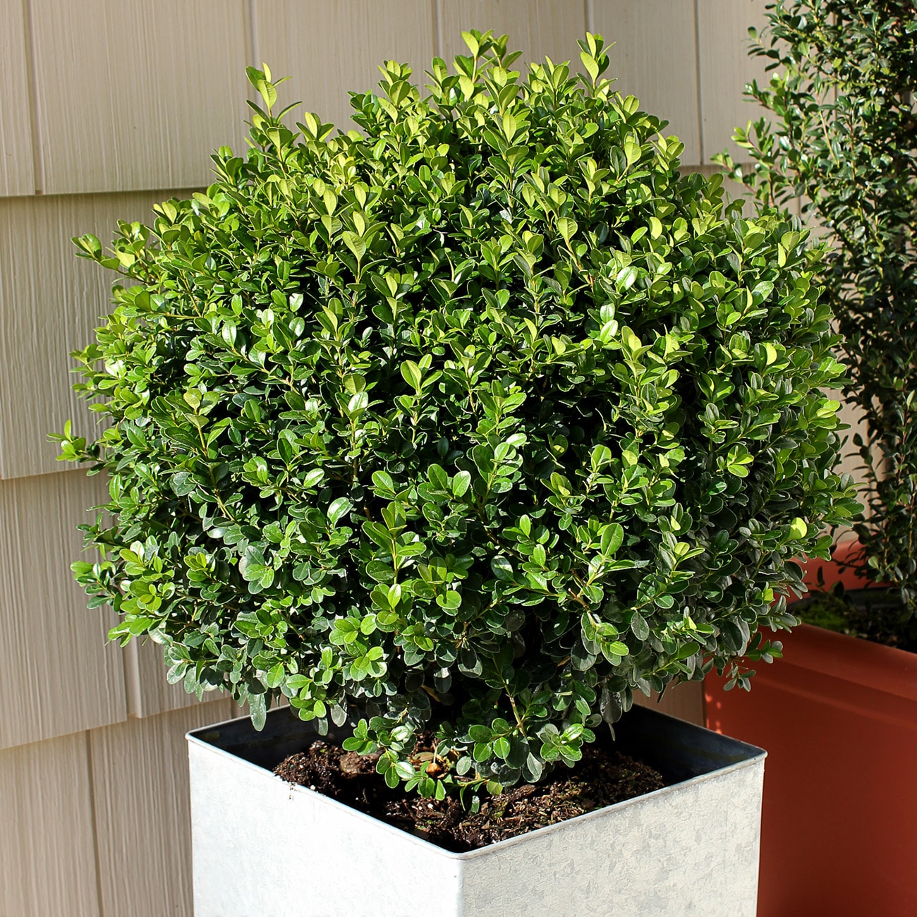 Perfect Plants LOSPRINTER1G Sprinter Boxwood Foundation/Hedge Shrub in 1 -Gallon Pot 1.0 -Pack