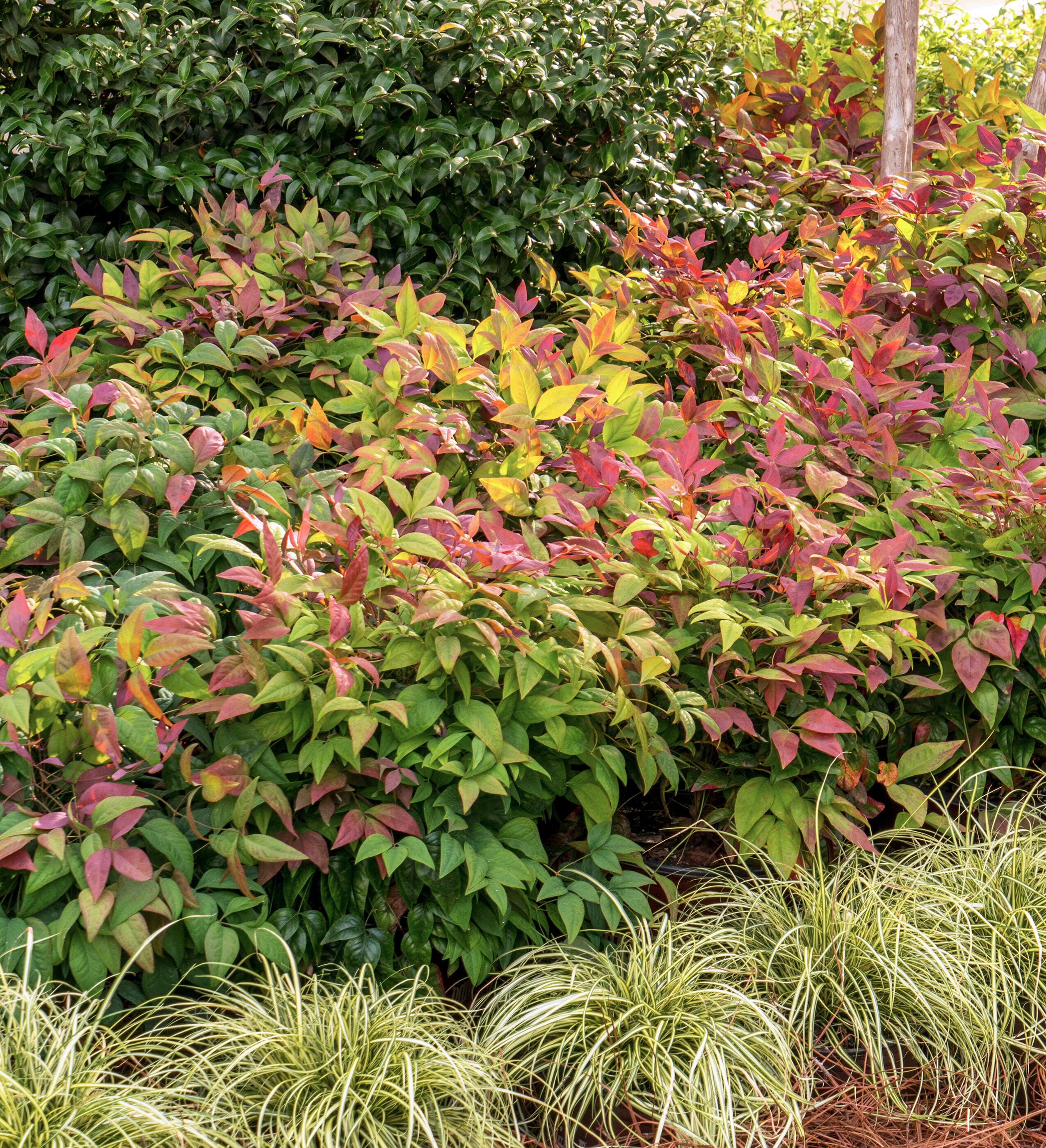 Southern Living Plant Collection 43072TSL-1 shrubs - View #5