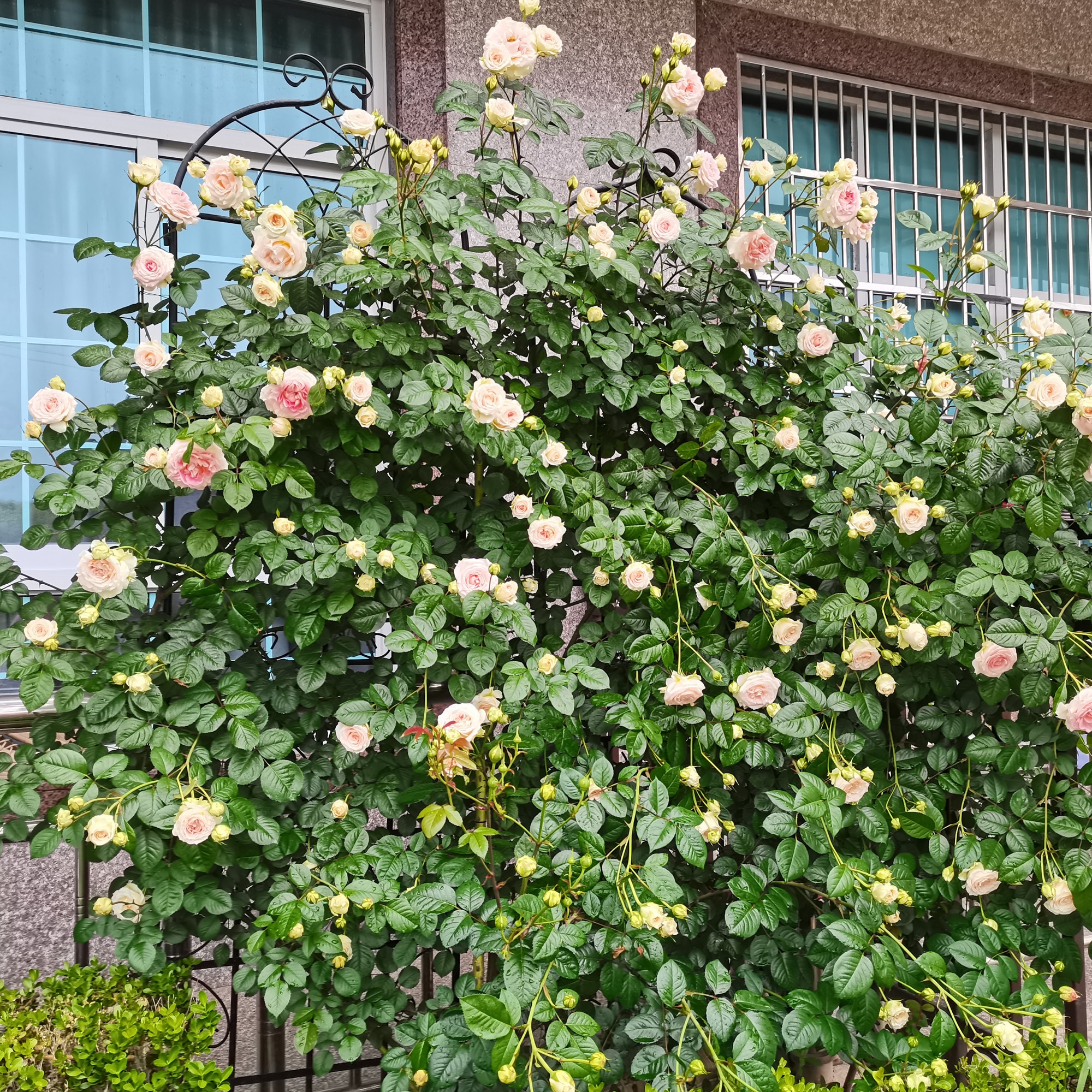 ToolCat NGG29-24-TTX Garden-Trellis - View #10