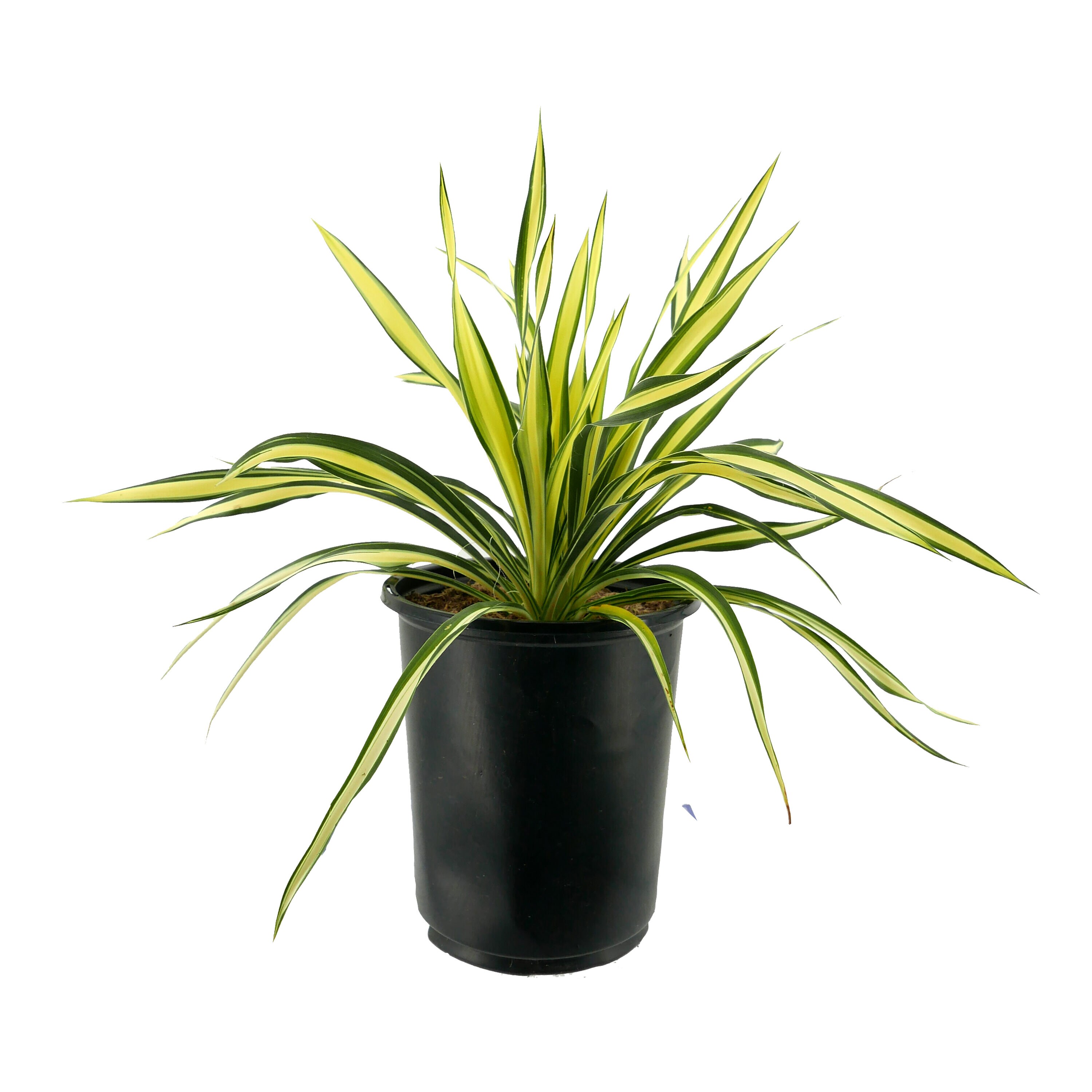 Yucca in 2.5-Quart Pot 4-Pack in the Perennials department at