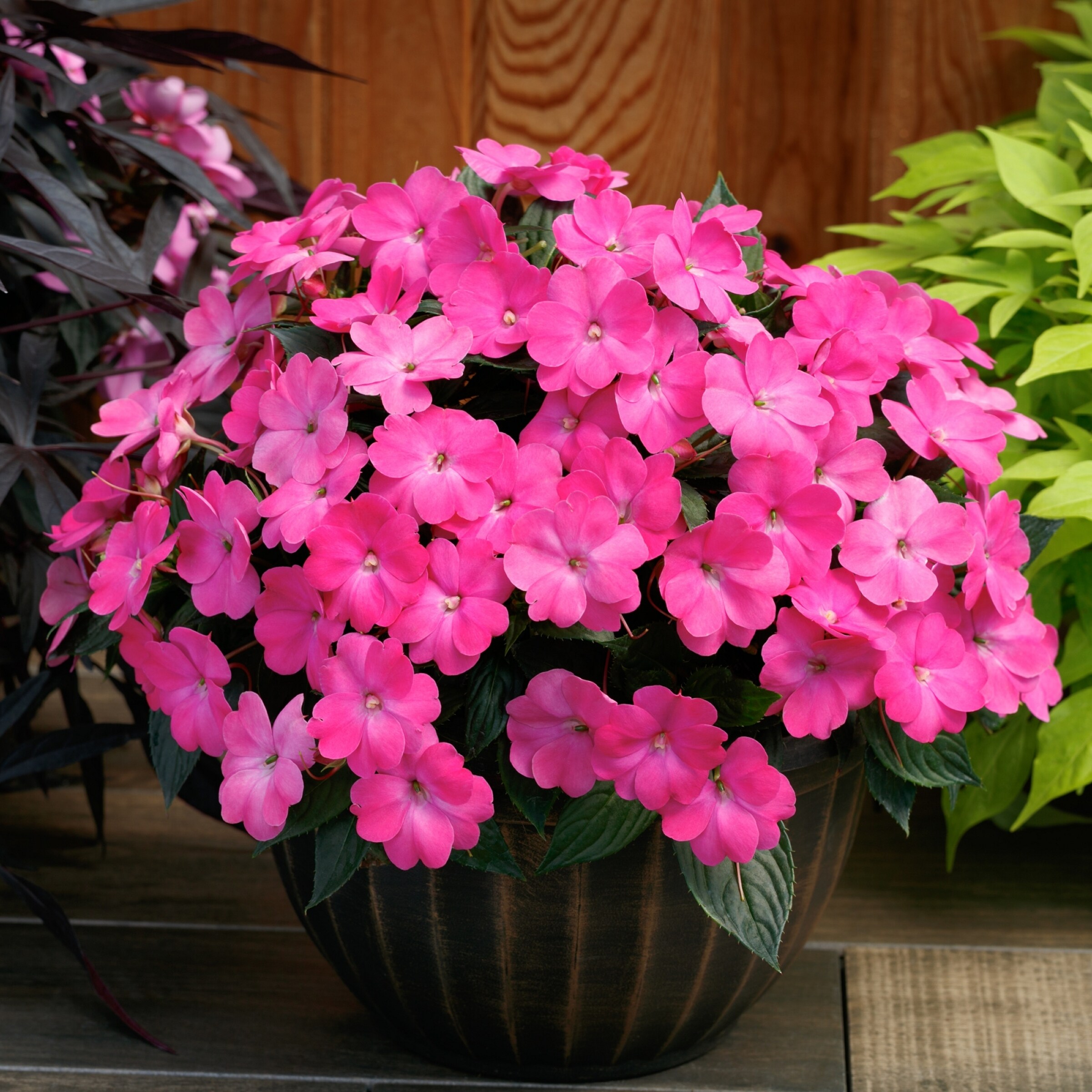 National Plant Network LW1560 annuals - View #4