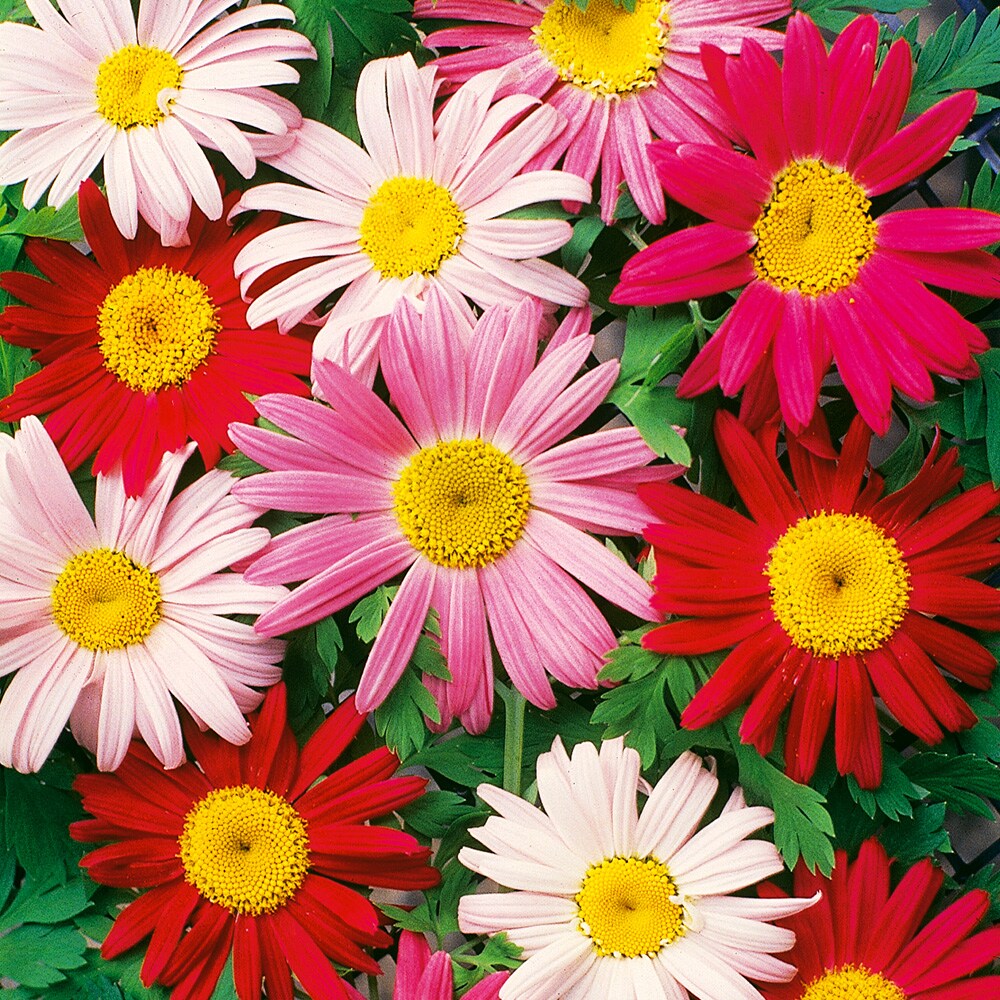 Ferry-Morse LC25.5452 seeds - View #3