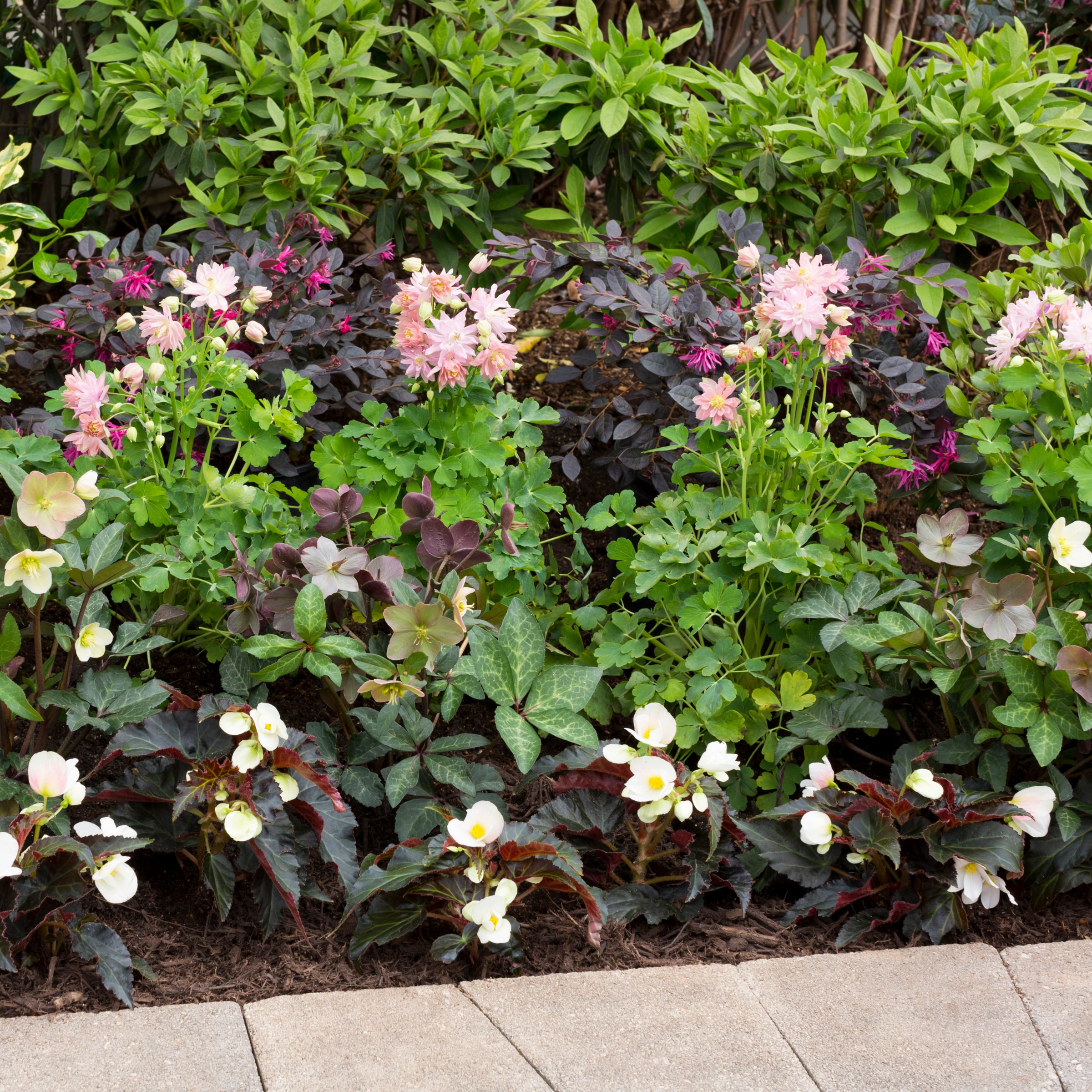 Lowe's NURSERY perennials - View #9
