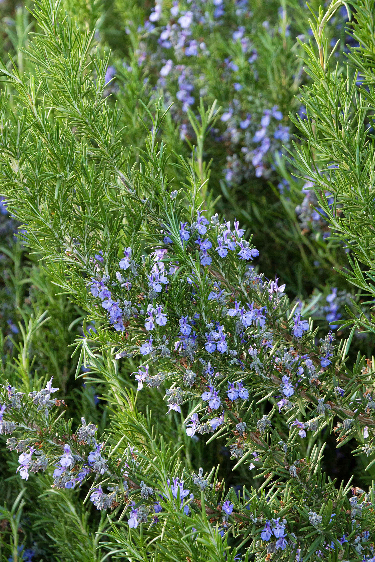 Hirt's Gardens - Tuscan Blue Rosemary Plant - Inside or Out - 2.5 inch Pot