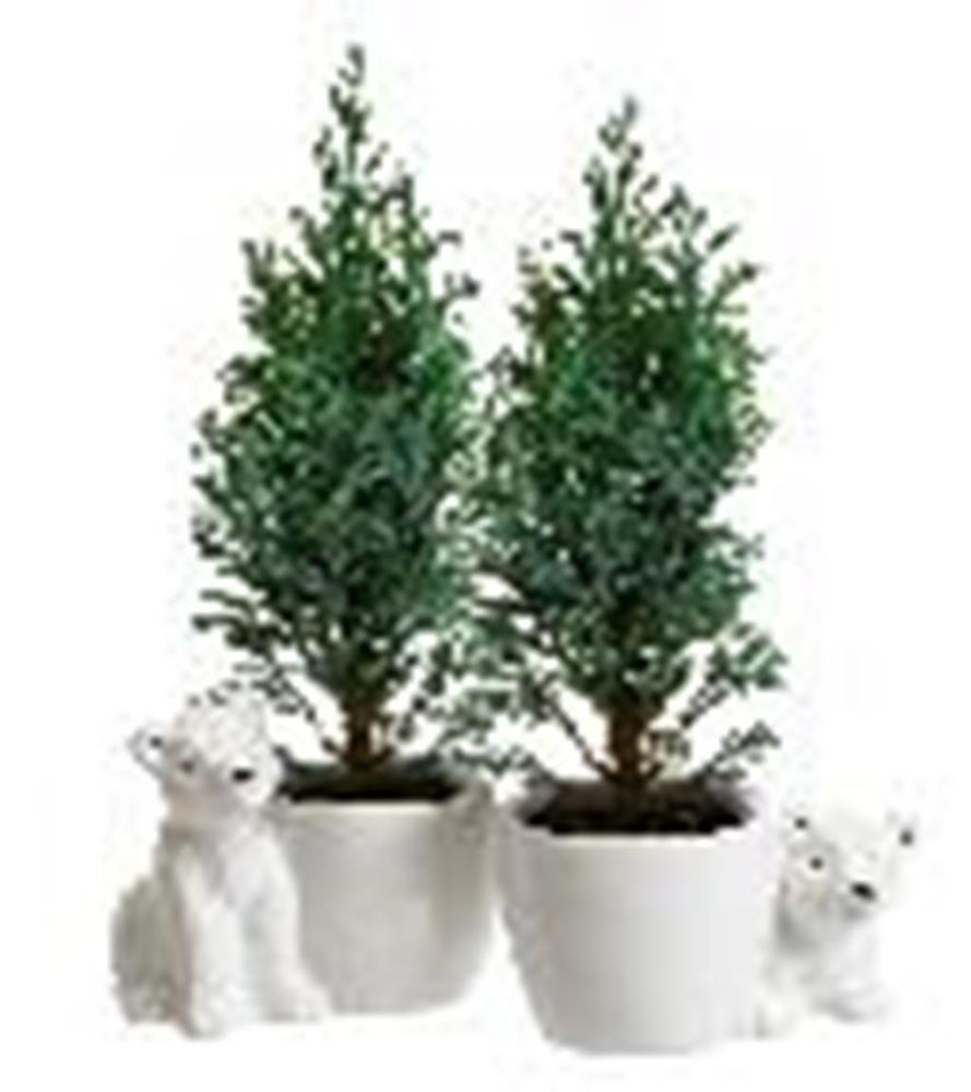Lowe's 21955 Polar Bear Elwoodii House Plant Pot 16-Pack