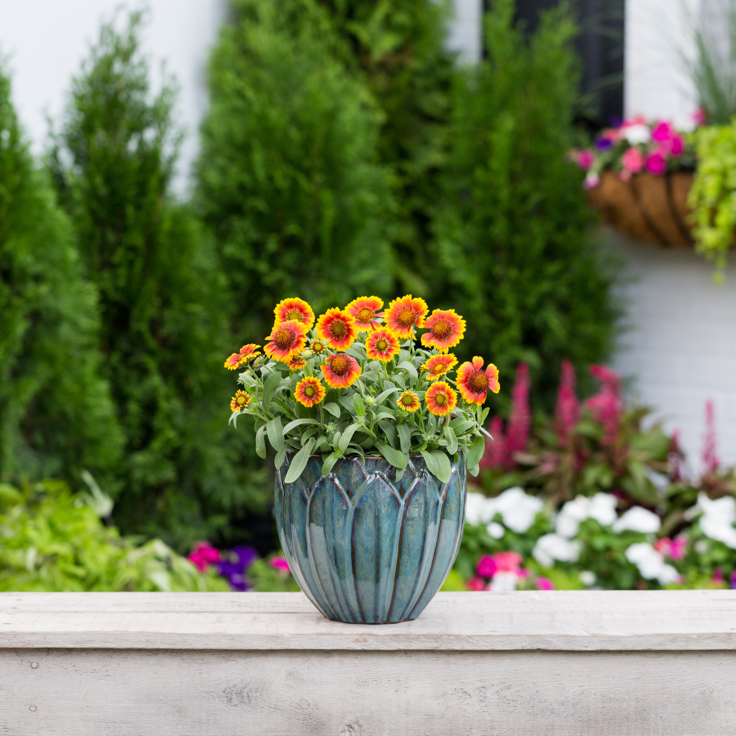 Monrovia NURSERY perennials - View #3