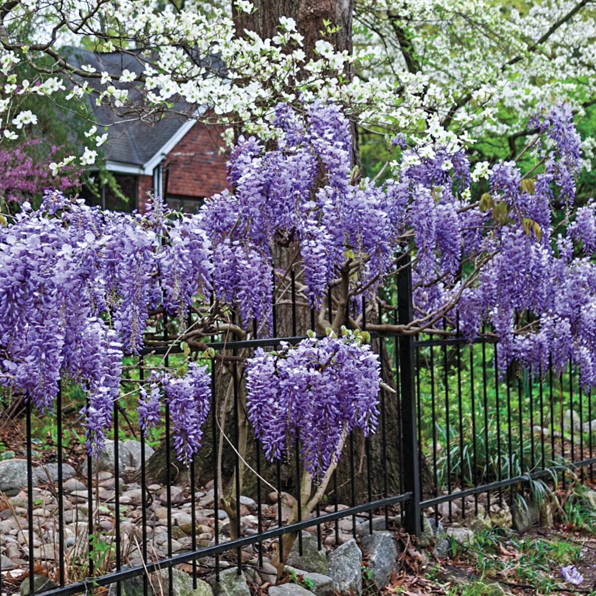 Spring Hill Nurseries 76911 shrubs - View #2