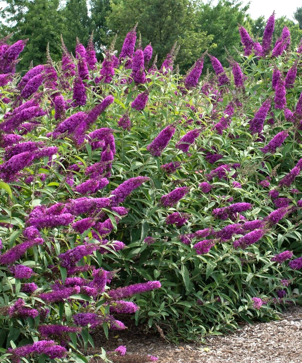 National Plant Network LW1524 shrubs - View #4