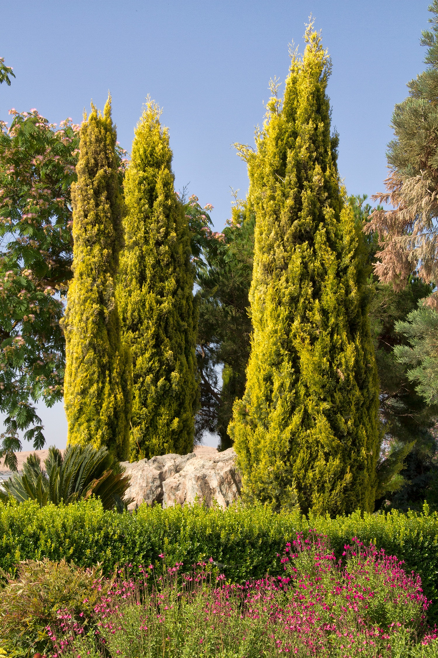 Monrovia 030755SP shrubs - View #3