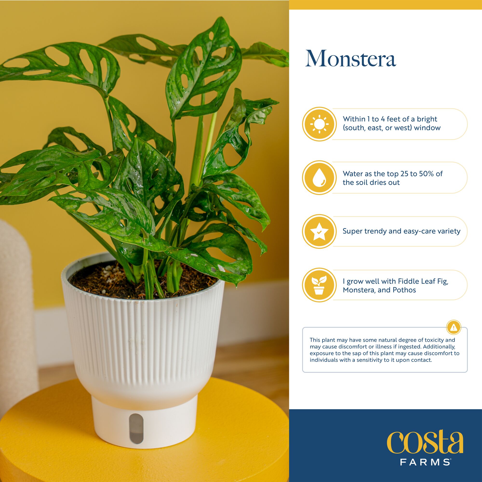 Costa Farms M-MOC-S-MWG-01-LW hseplants - View #7