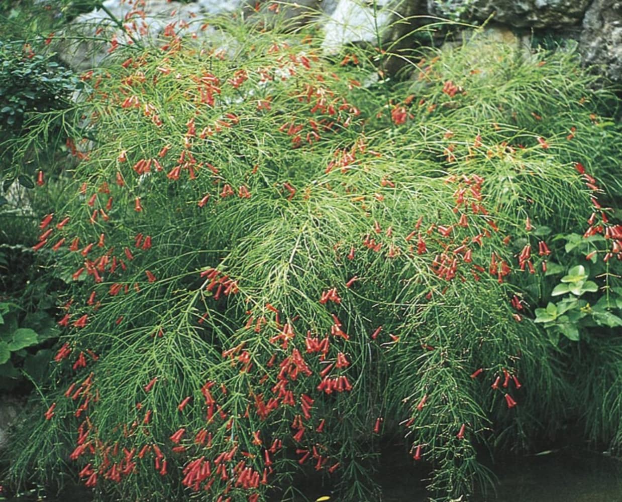 Lowe's NURSERY Red Firecracker Plant Shrub in 2.00 -Gallon Pot 1.0 -Pack