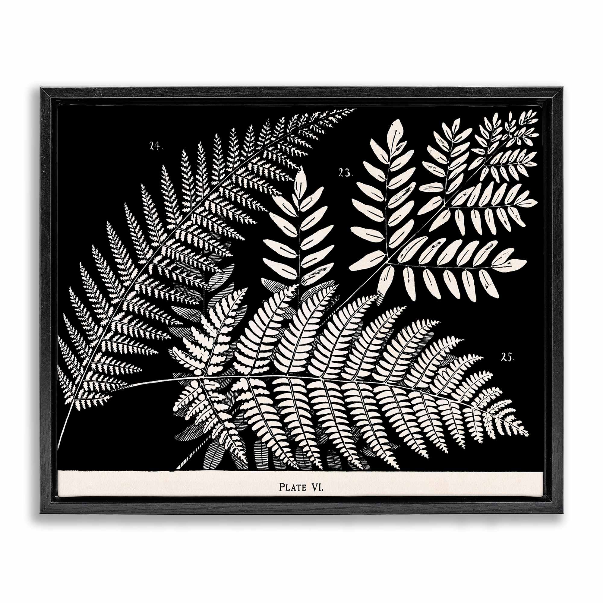 Stupell Industries BT-464-FFB-24X30 Fern Varieties on Black Black Framed Floater Canvas Wall Art By Phillipa Katz 31 x 25