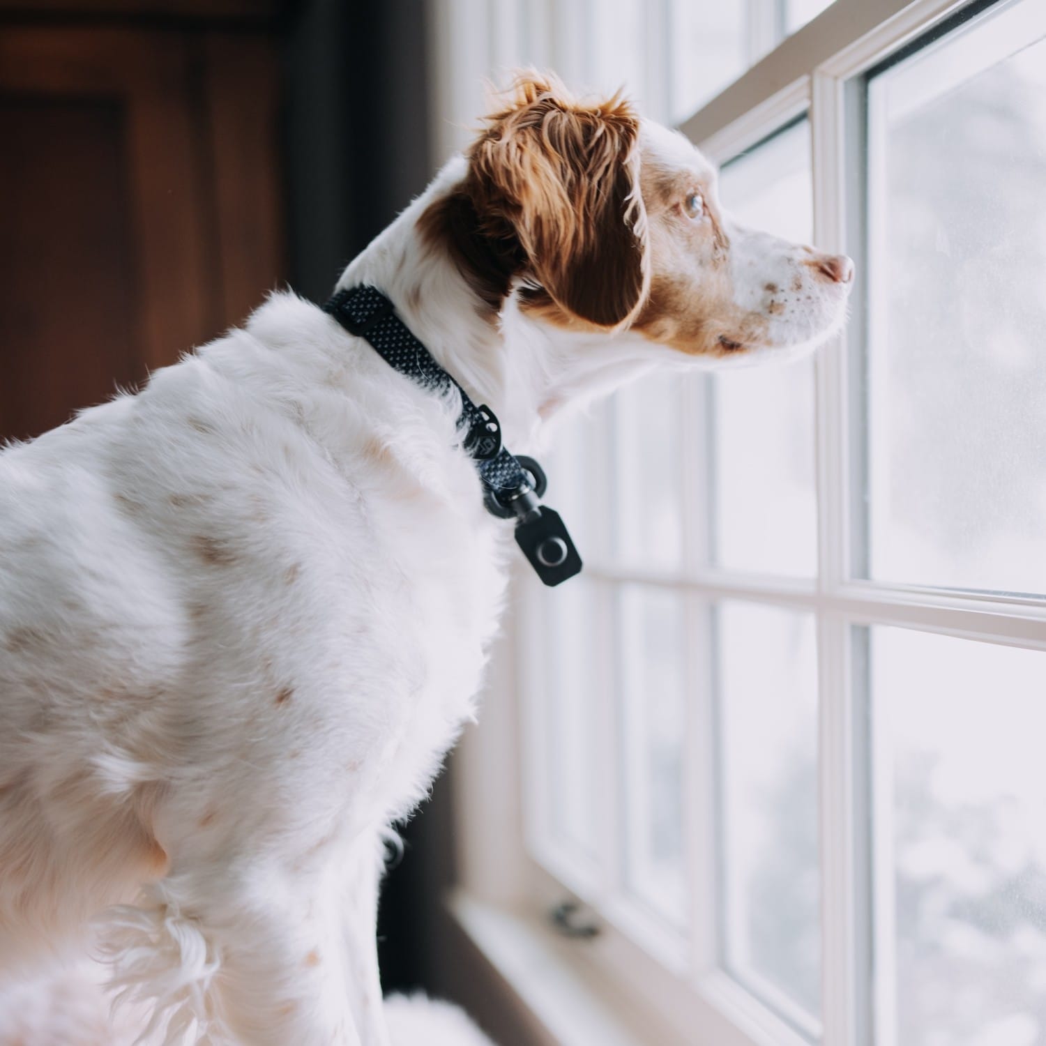 HOOZA G0080187828062 Dog-Collars-Harnesses - View #6