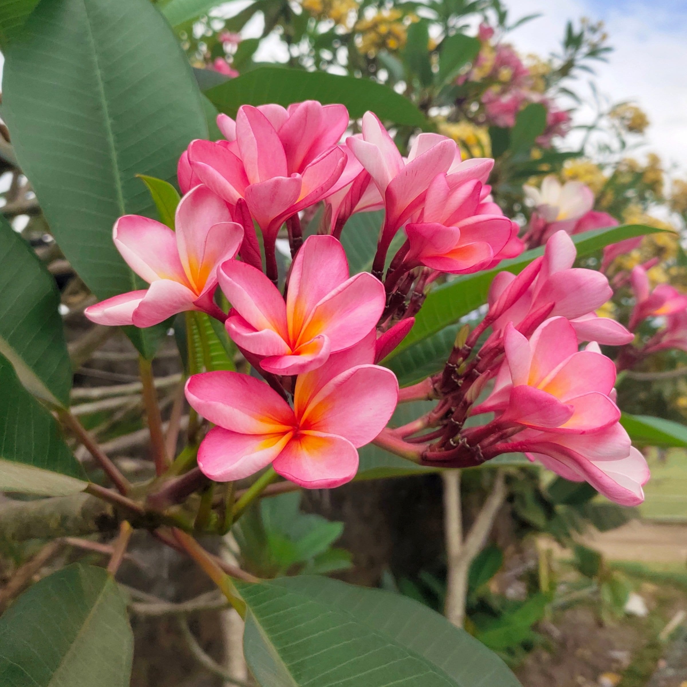National Plant Network LW2554 Pink Plumeria in 1 Gallon(s) Pot 1 -Pack