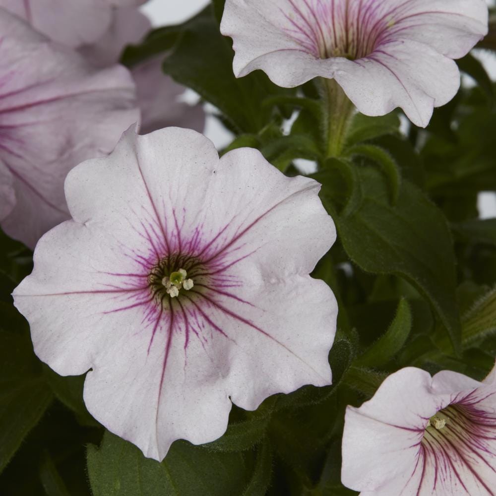 Monrovia Multicolor Petunia in 2.5-Quart Pot in the Annuals department ...