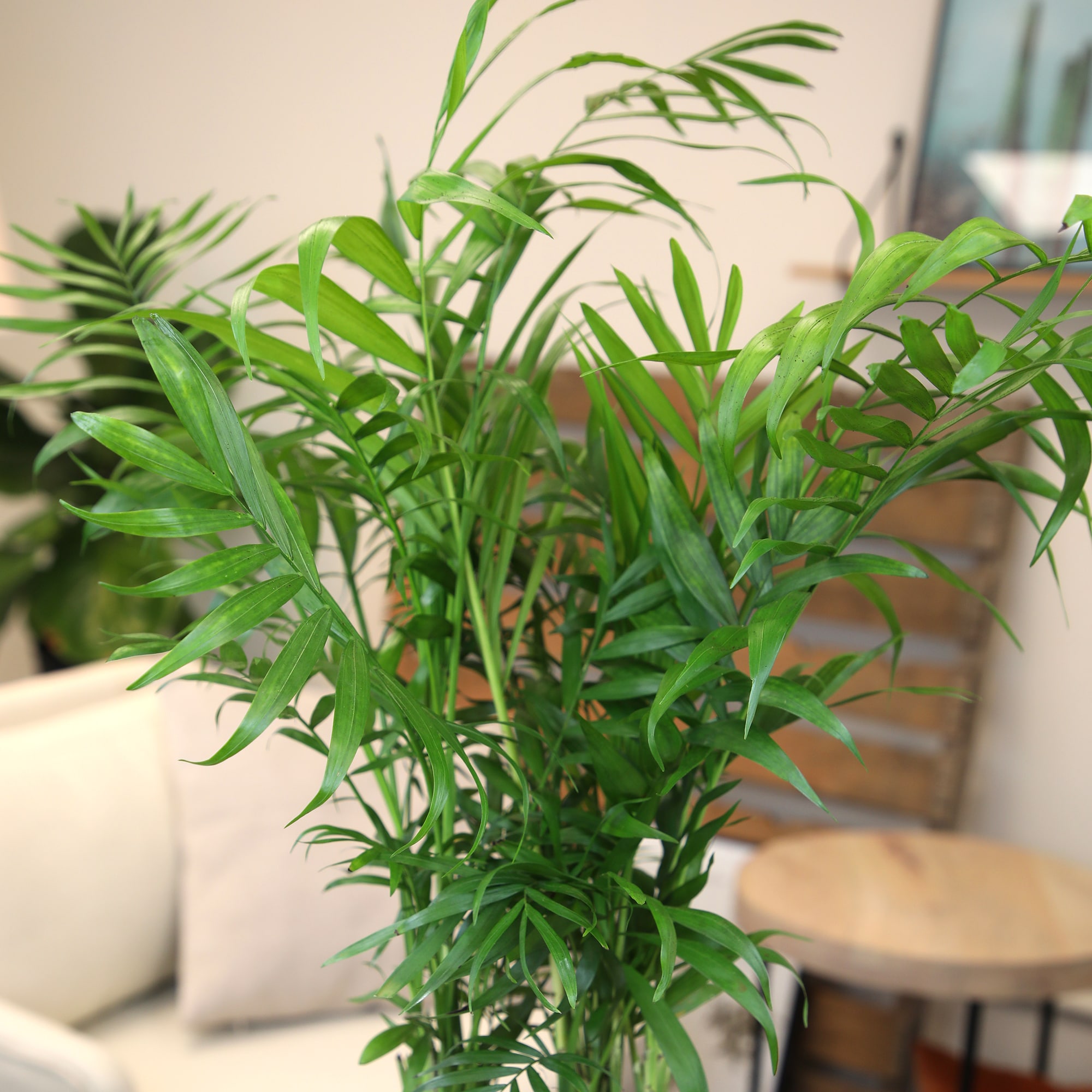 Altman Plants 0873104 hseplants - View #4
