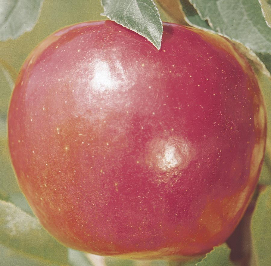  NURSERY Jonathan Apple Tree