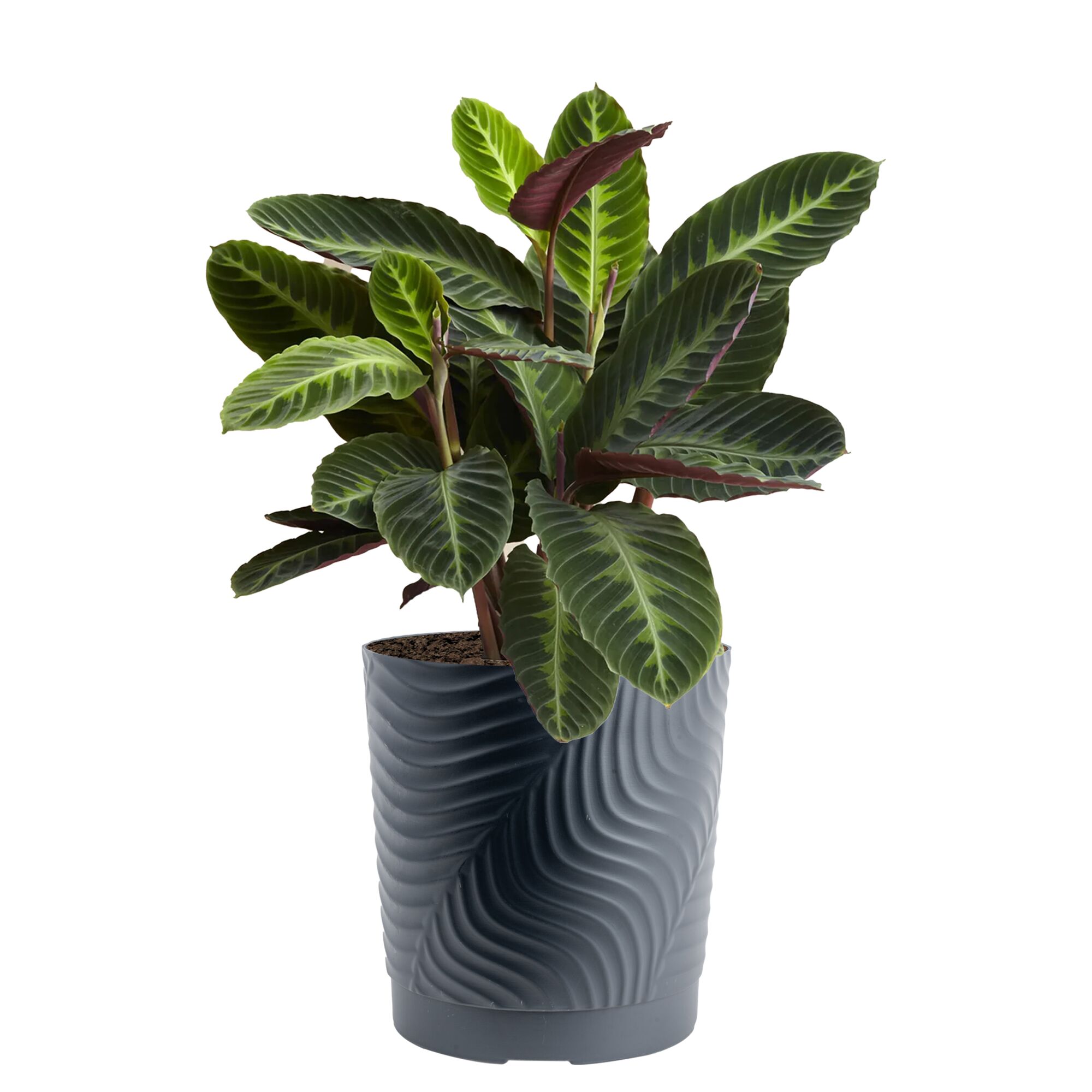 Air Purifying Calathea Plants, Bulbs & Seeds at Lowes.com