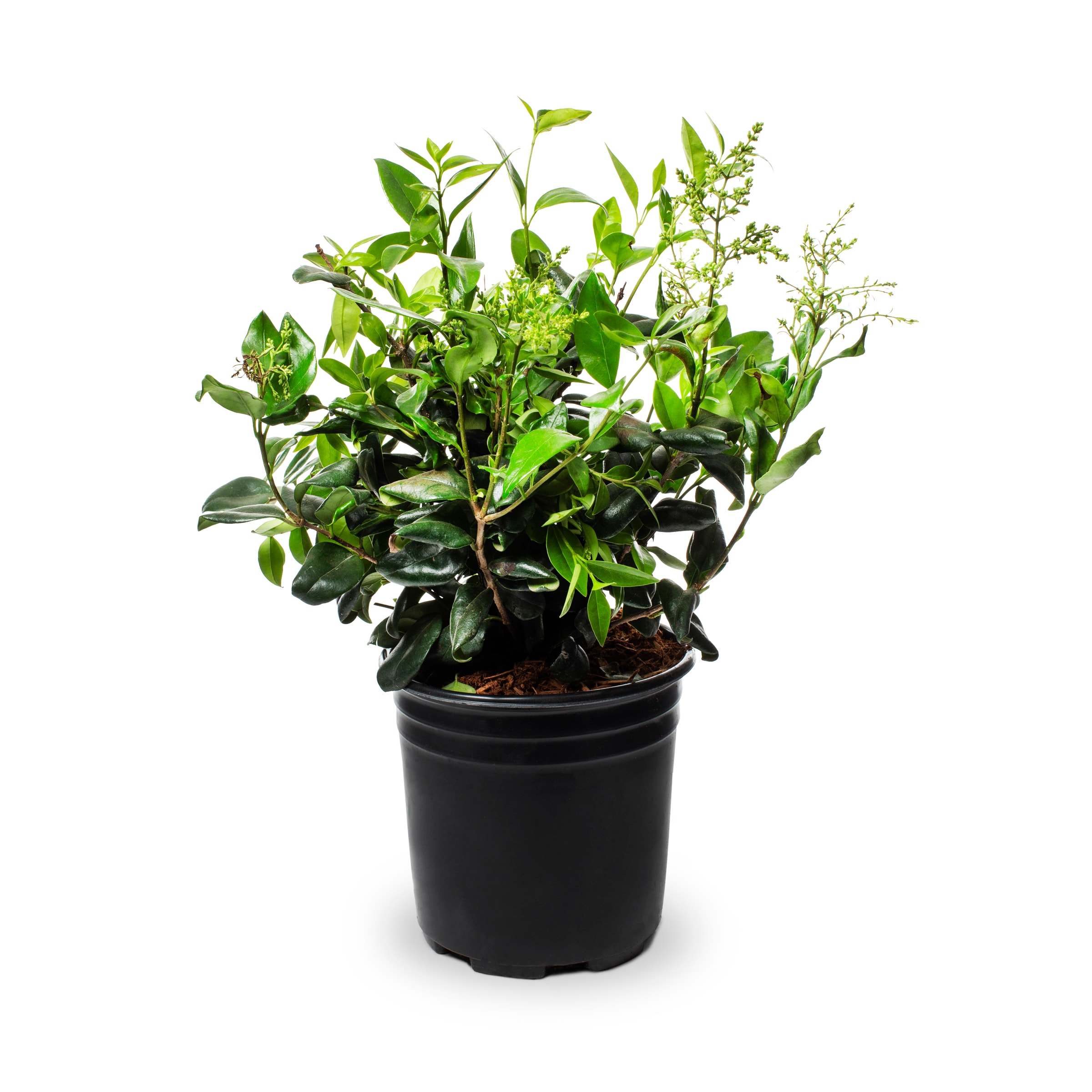 Lowe's NURSERY Wax Leaf Privet Shrub in 2.5 -Quart