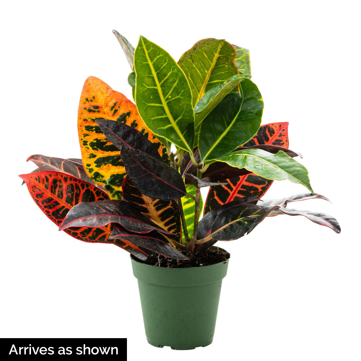 Spring Hill Nurseries Petra Croton Tropical Houseplant House Plant in 4 ...