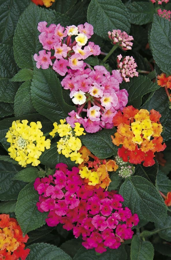 Lowe's 1.0LANTASRT Multicolor Lantana Plant in 1 -Gallon