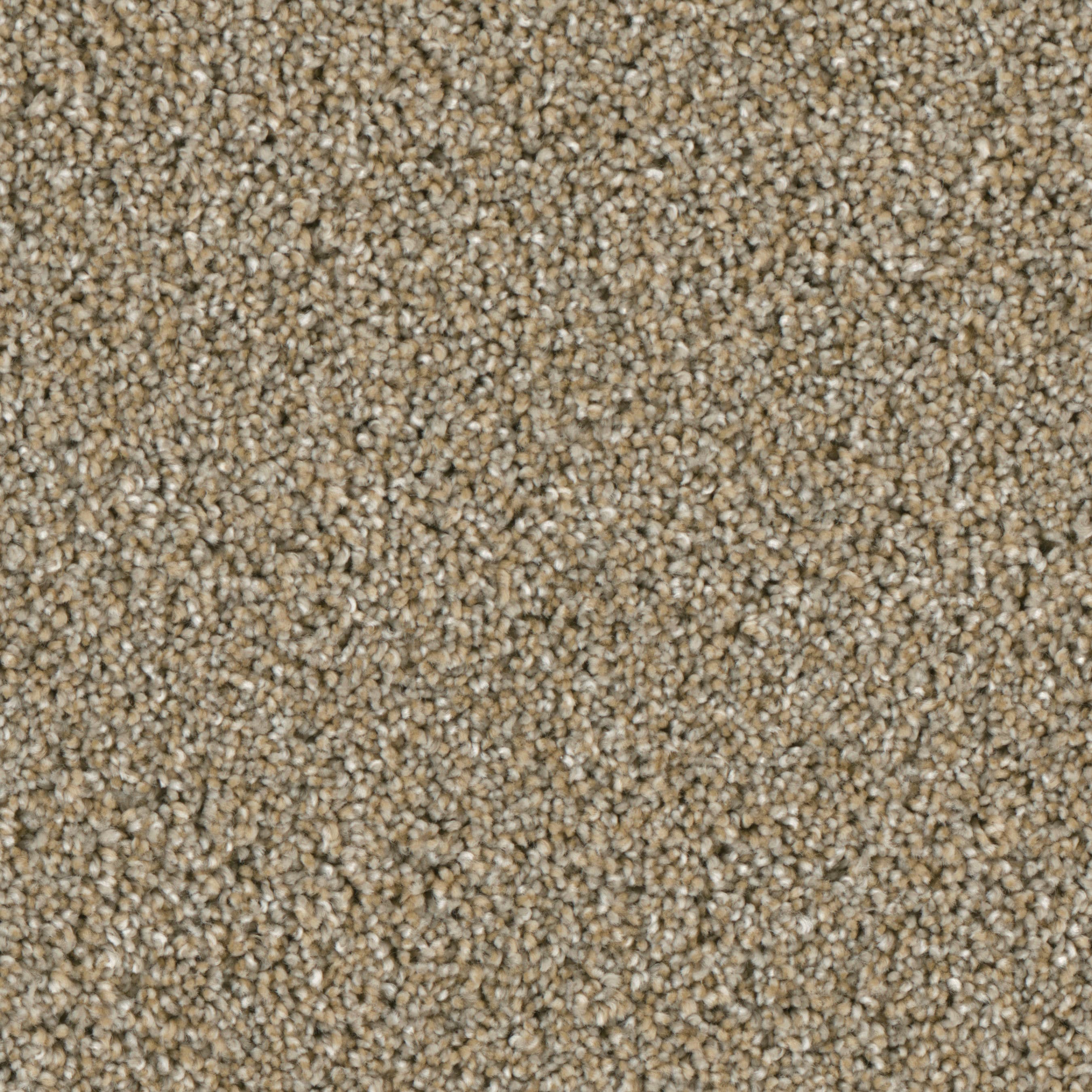 STAINMASTER (Sample) Grant Park Mansion Multi-Colored 42-oz sq yard ...