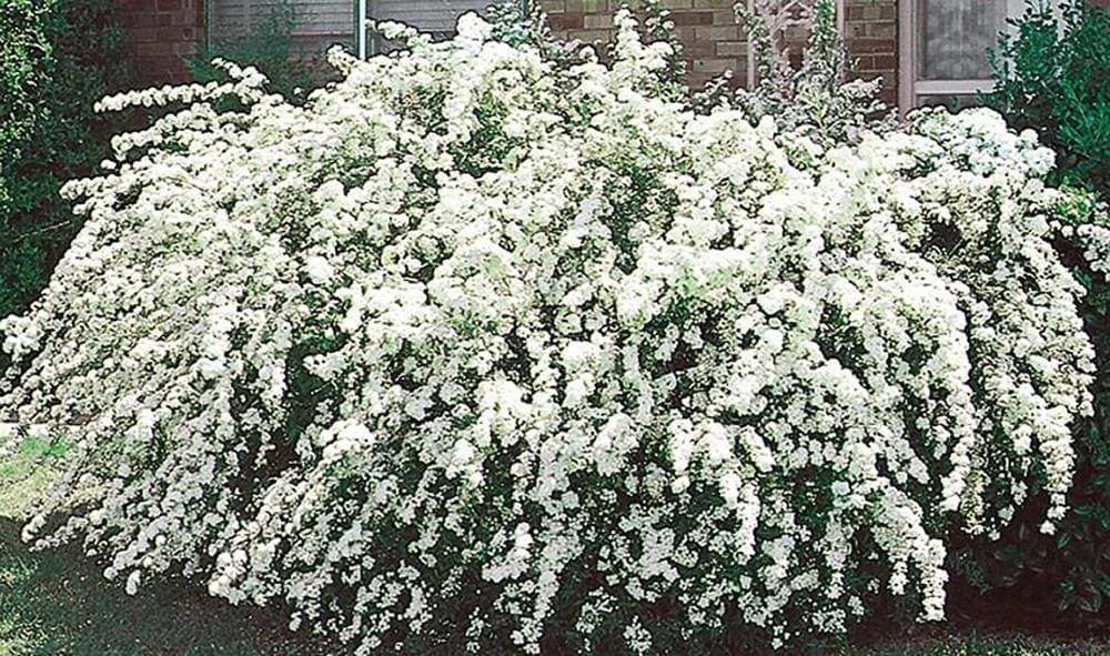 Lowe's NURSERY The Original Reblooming HydrangeaReblooming Hydrangea Flowering Shrub in 3.58 -Gallon Pot 1.0 -Pack with Blue Blooms